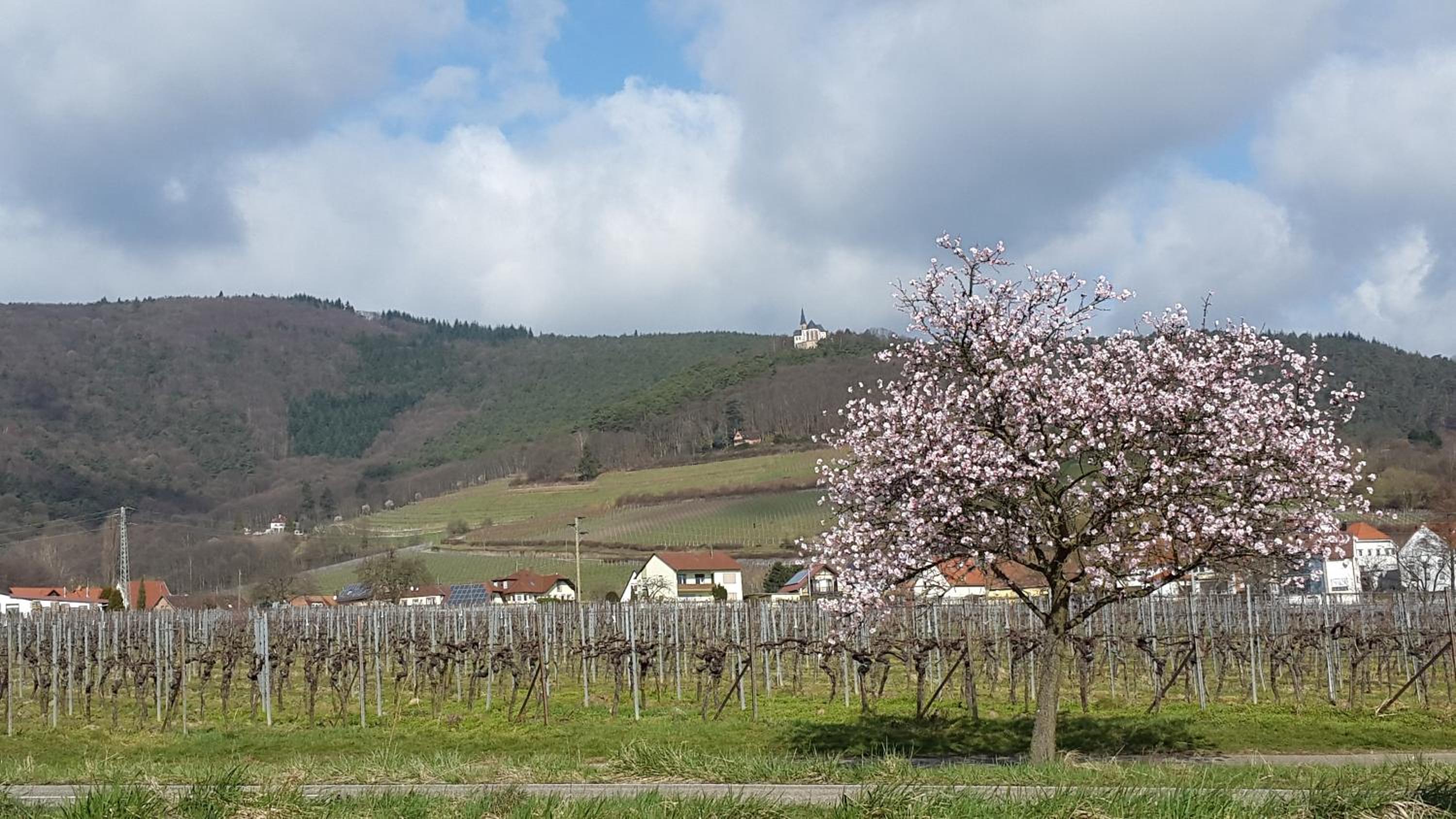 Ferienwohnung Lotti Südpfalz view 5