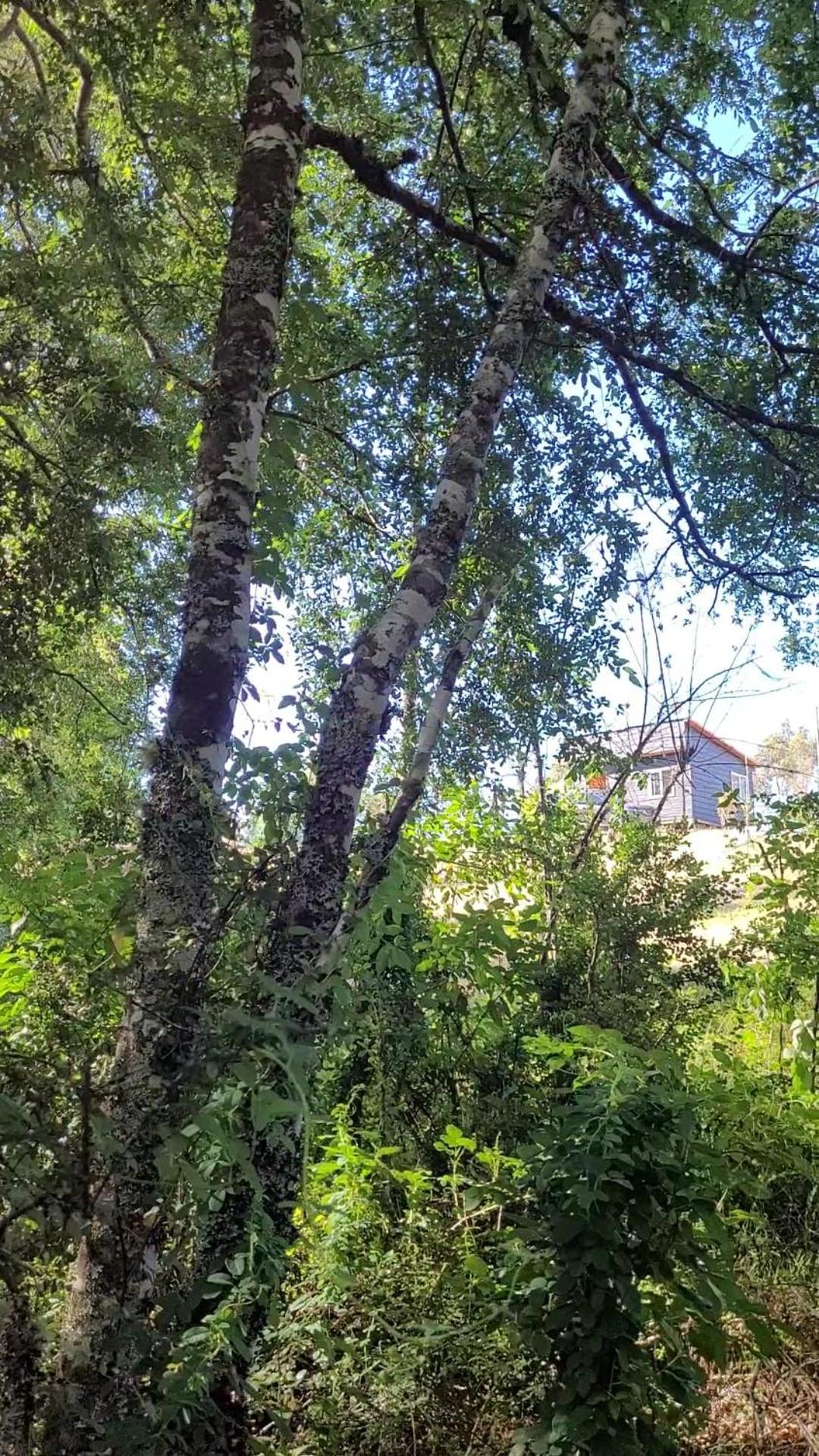 Karu-Terra cabin