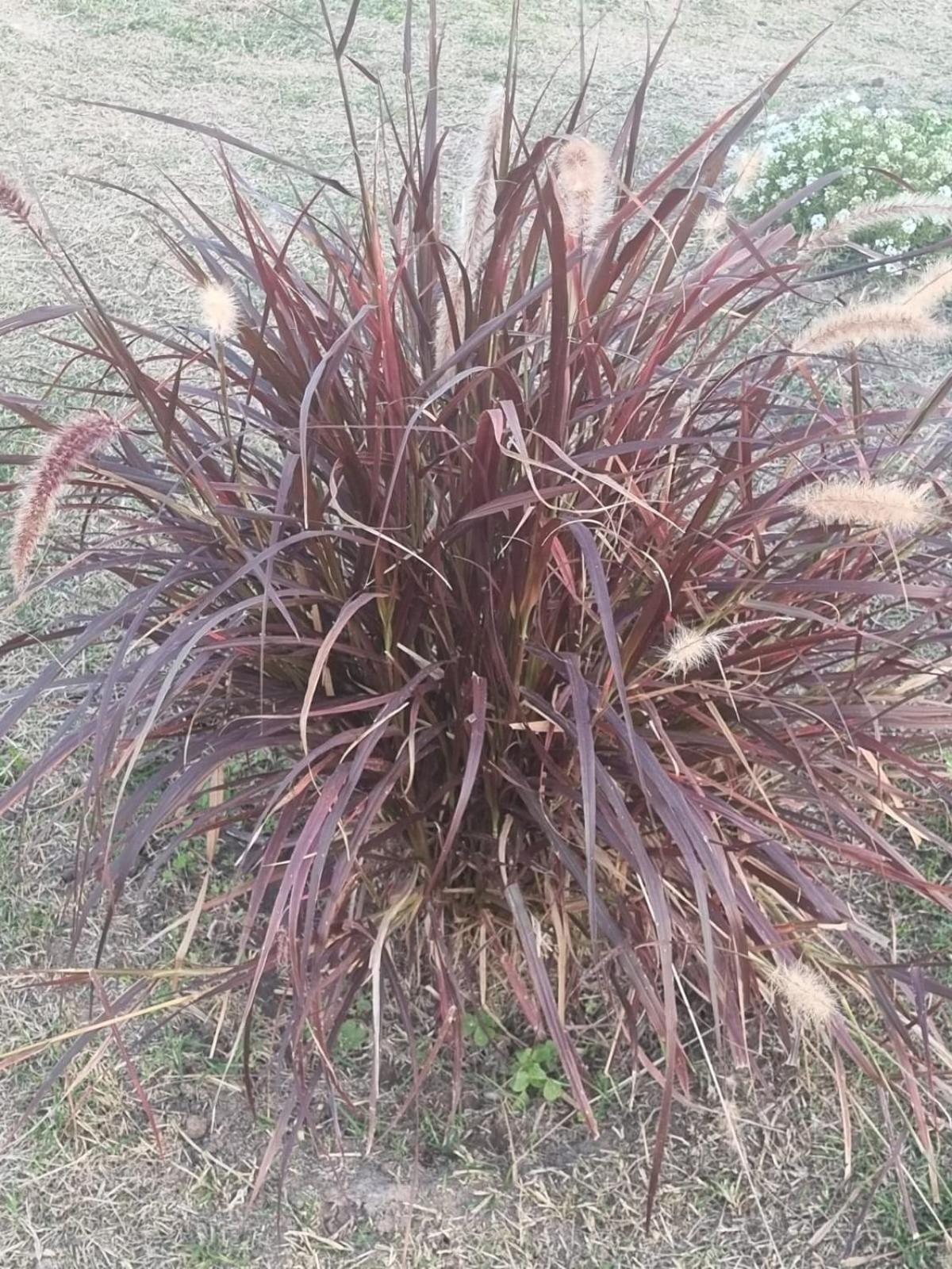Naturaleza Termal