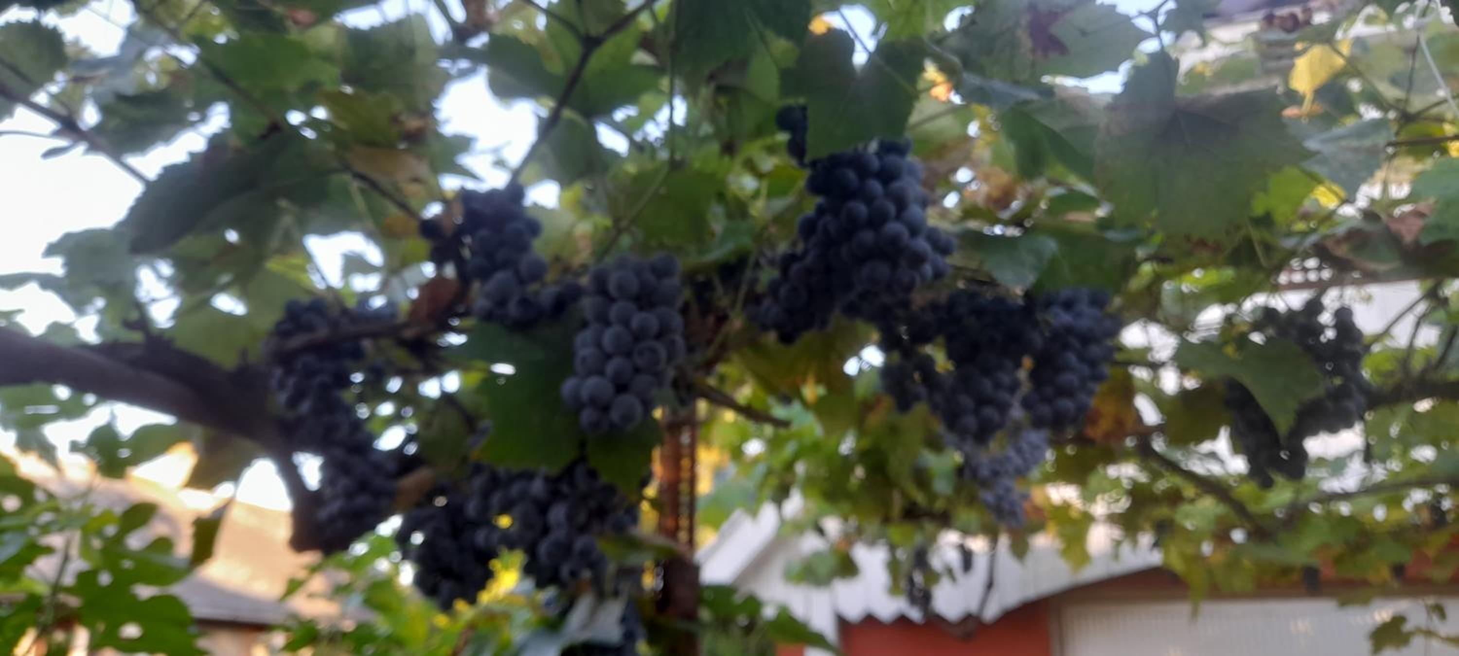 Árnyas Vendégház