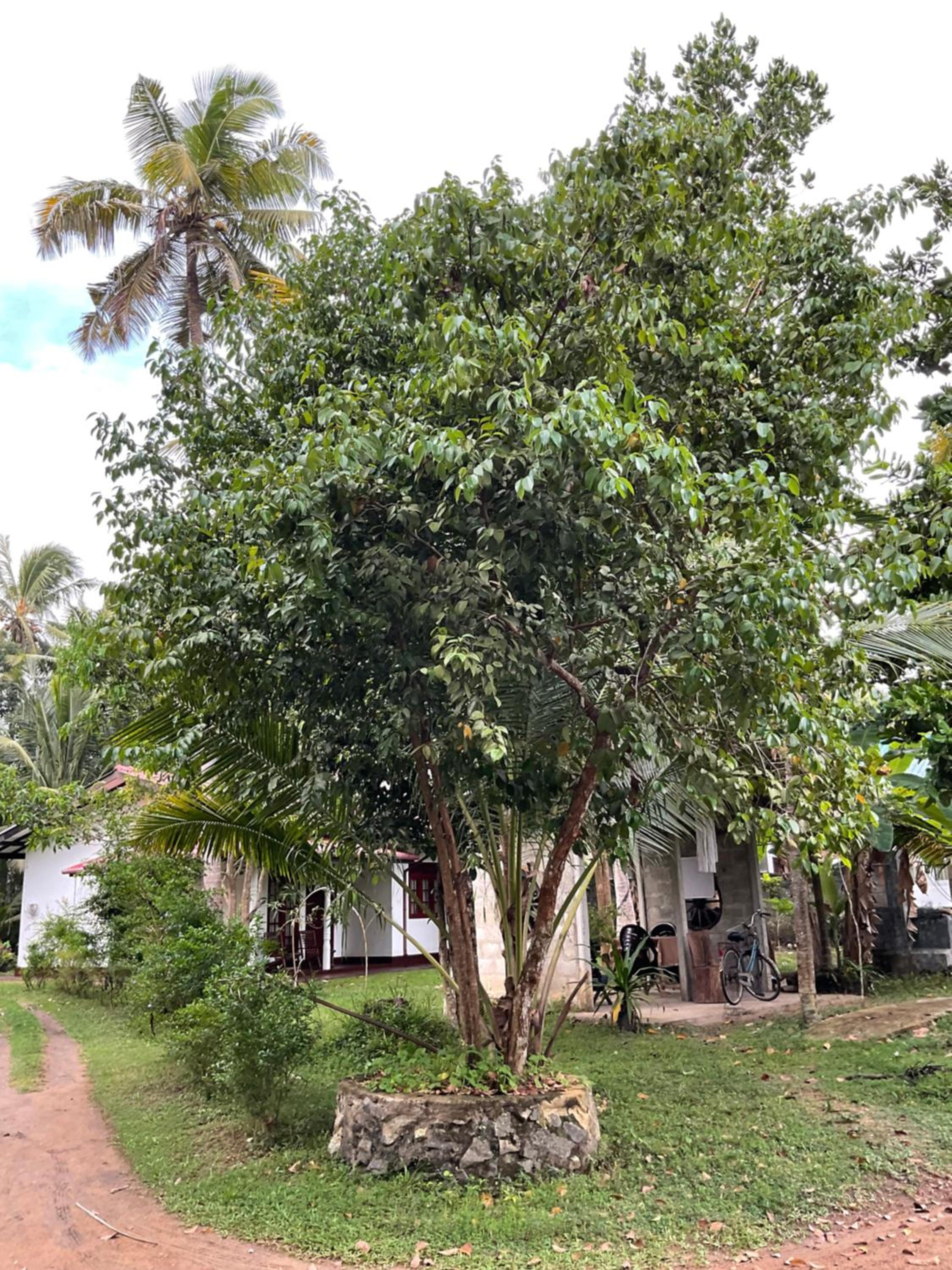Bird Villa view 2