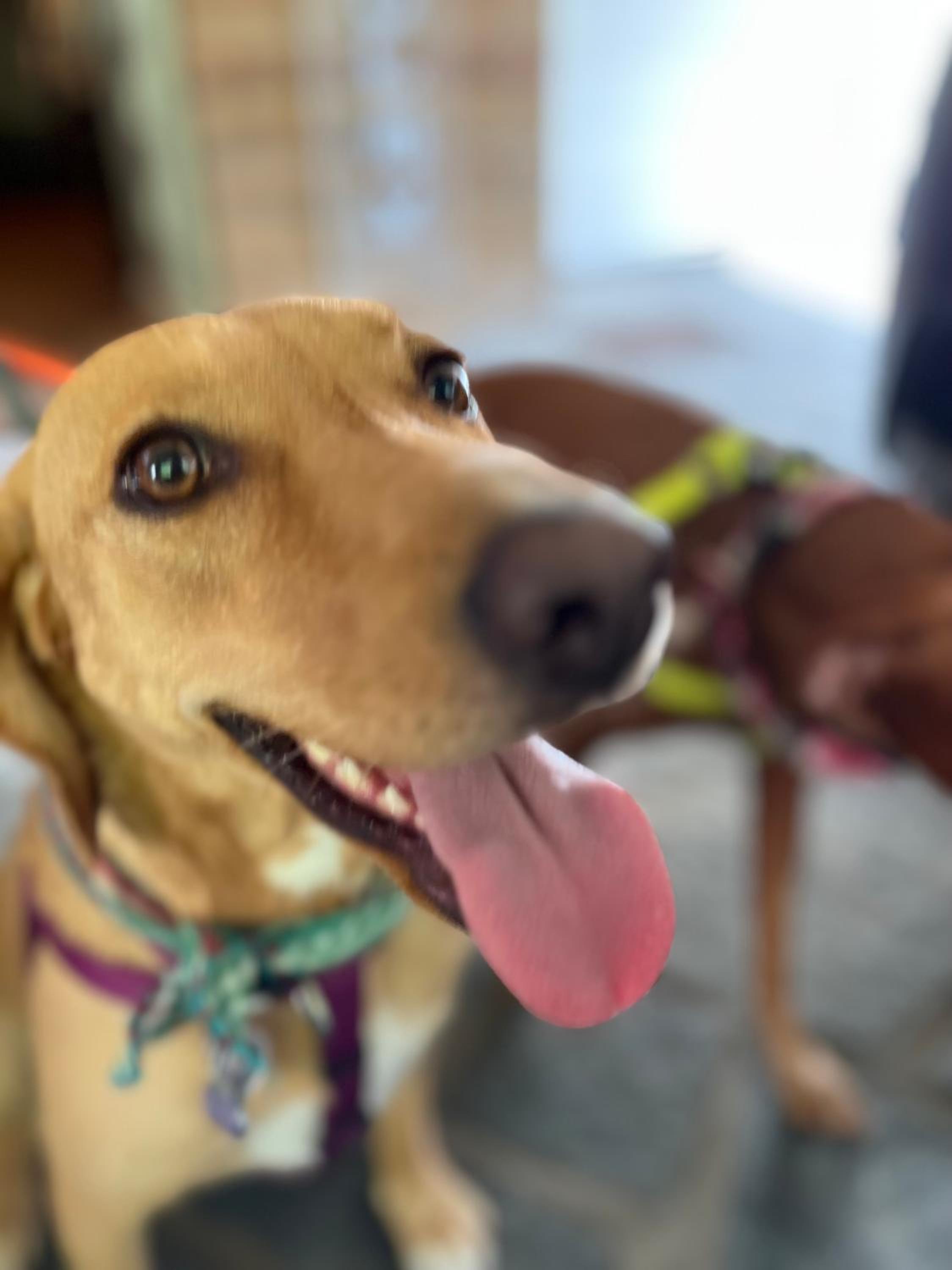 human