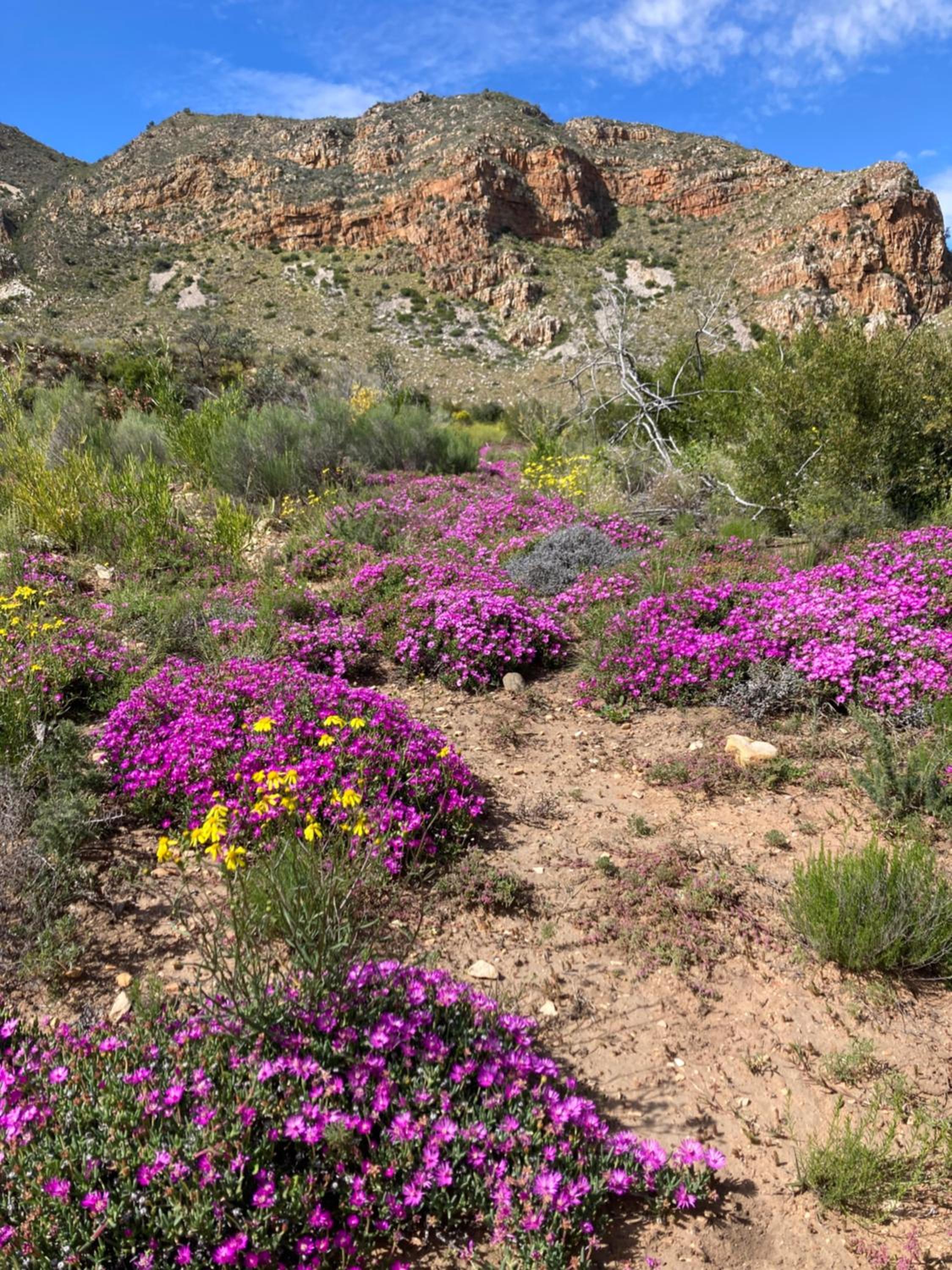 Pepper Tree Cottage view 3