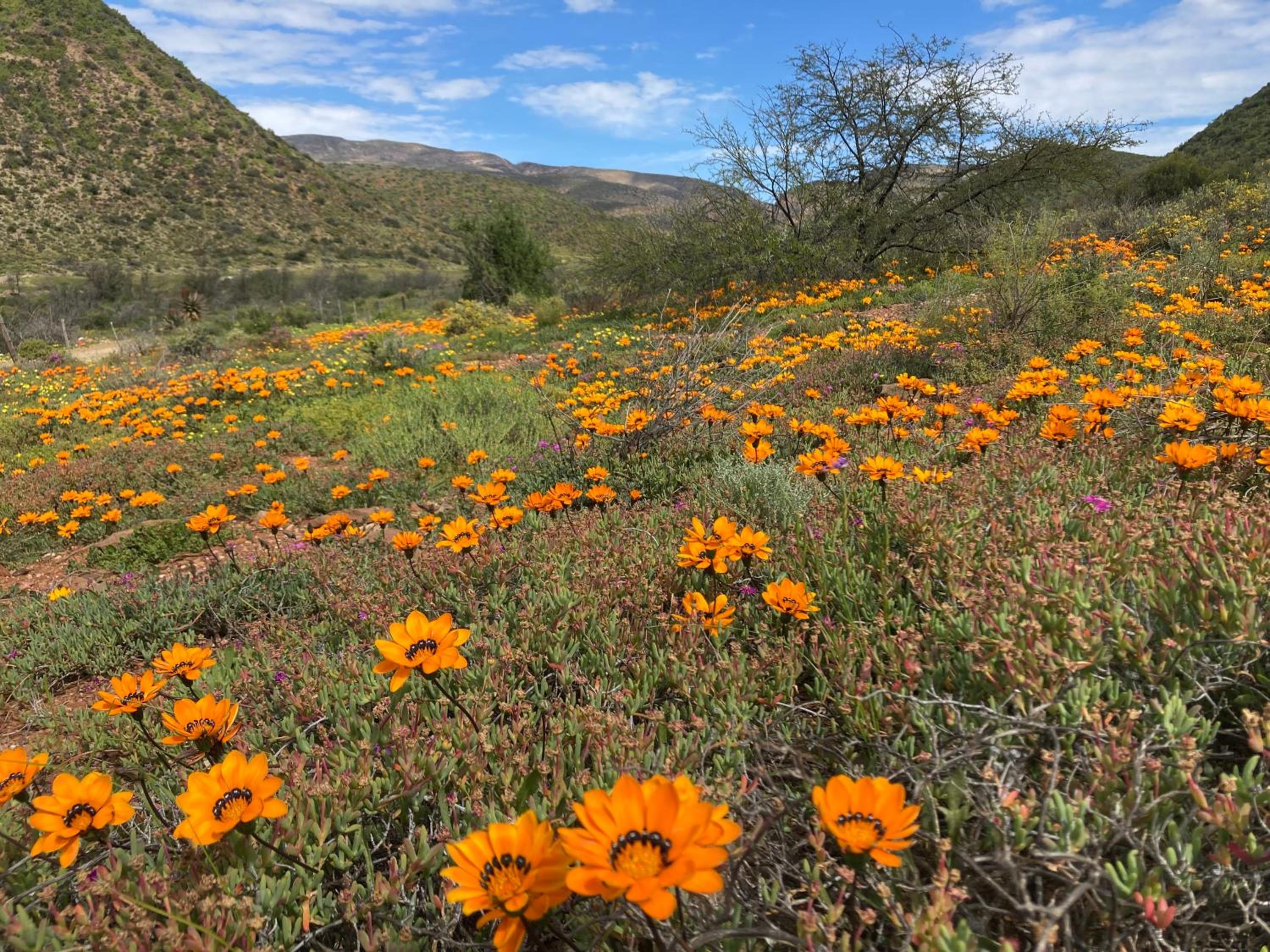 Pepper Tree Cottage view 2