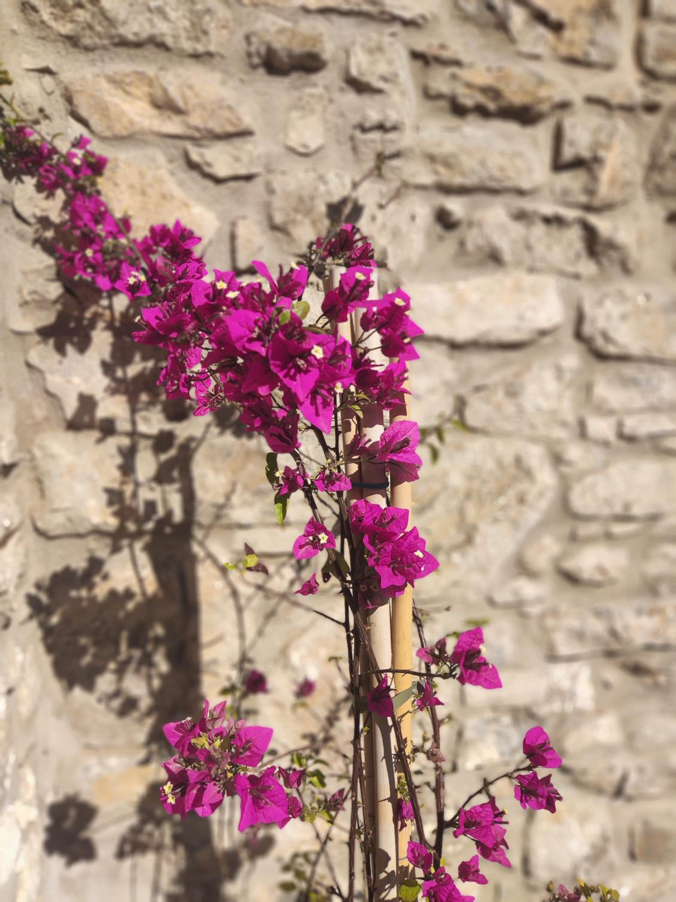 Pyrgi Cretan Living & Spa - Suites & Wellness