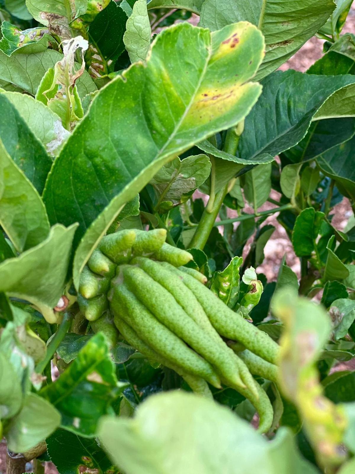 Dimora Caraspi