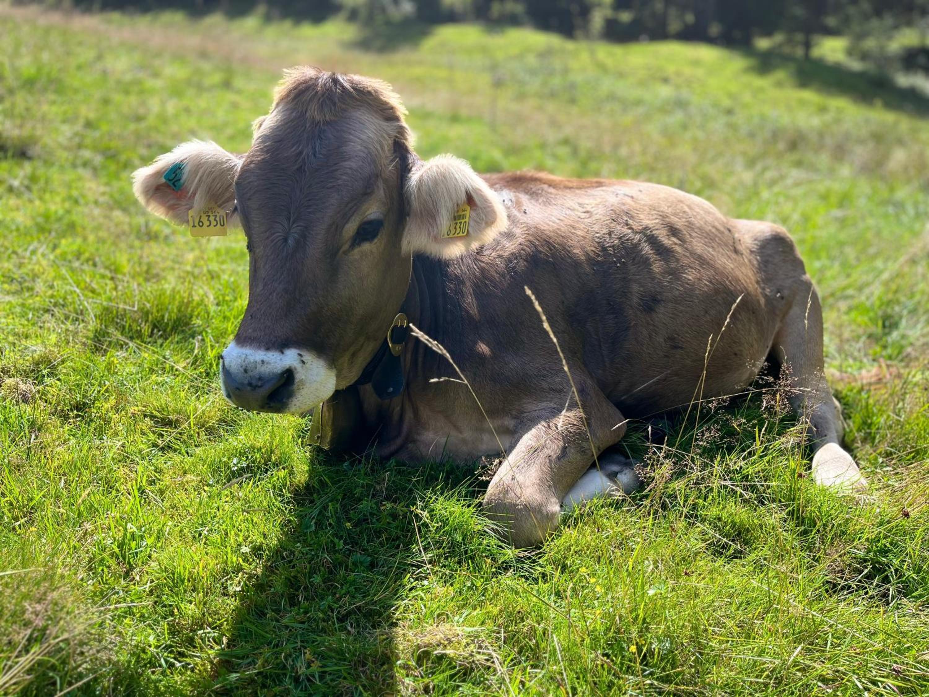 Ferienwohnungen mama ELVA