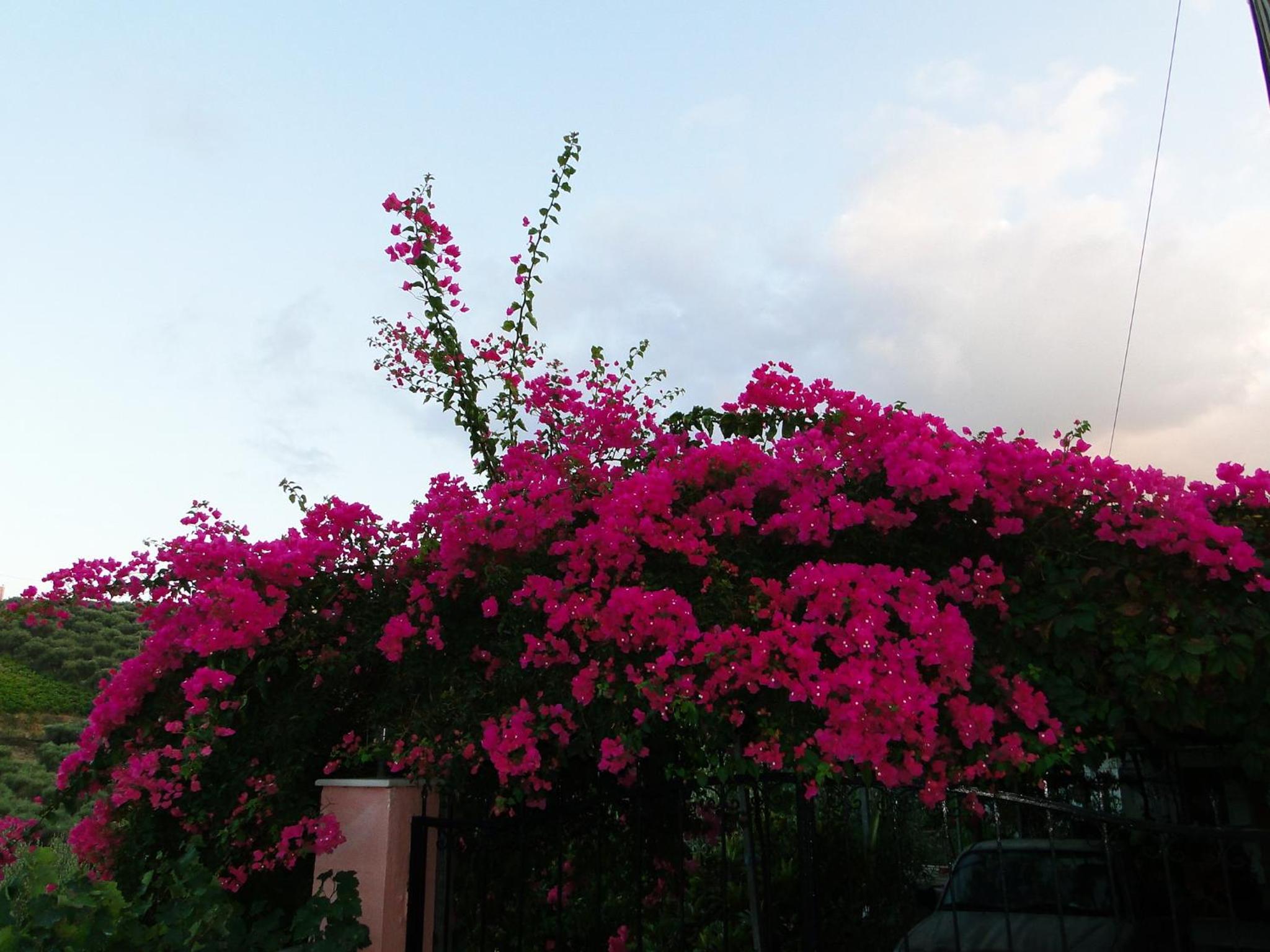 Photo 28