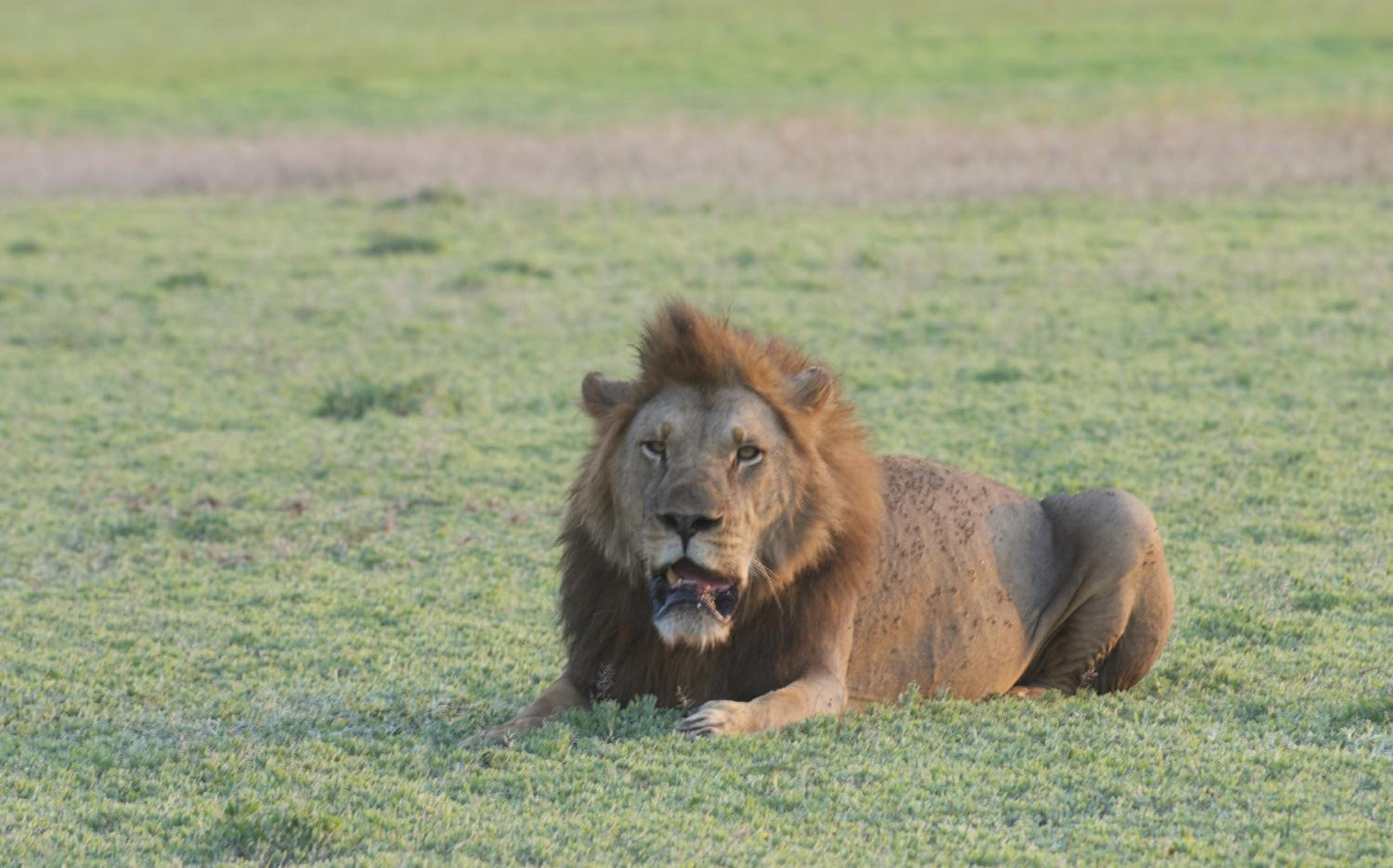 Montebelo Gorongosa Lodge & Safari