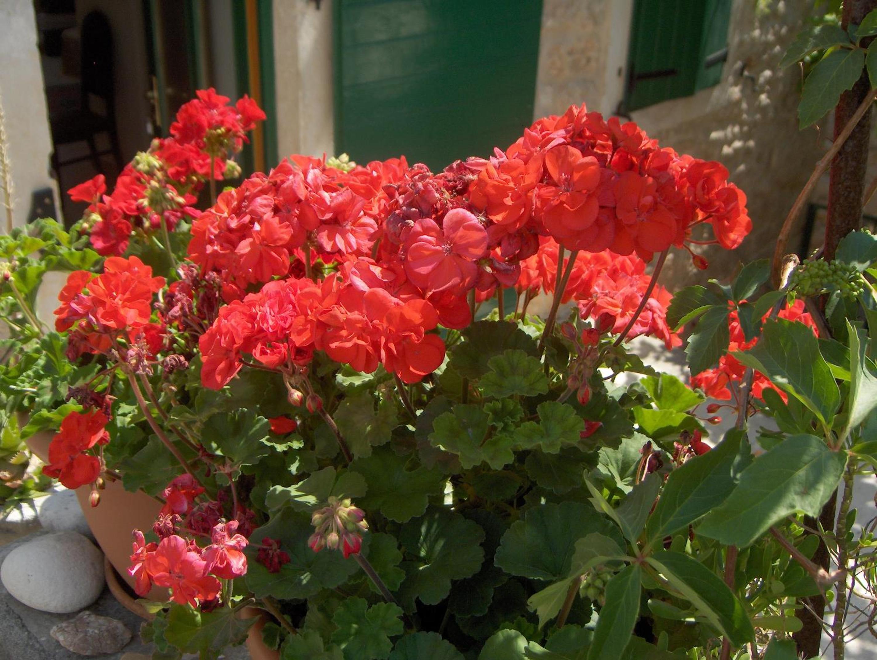 Guest House Lucijo