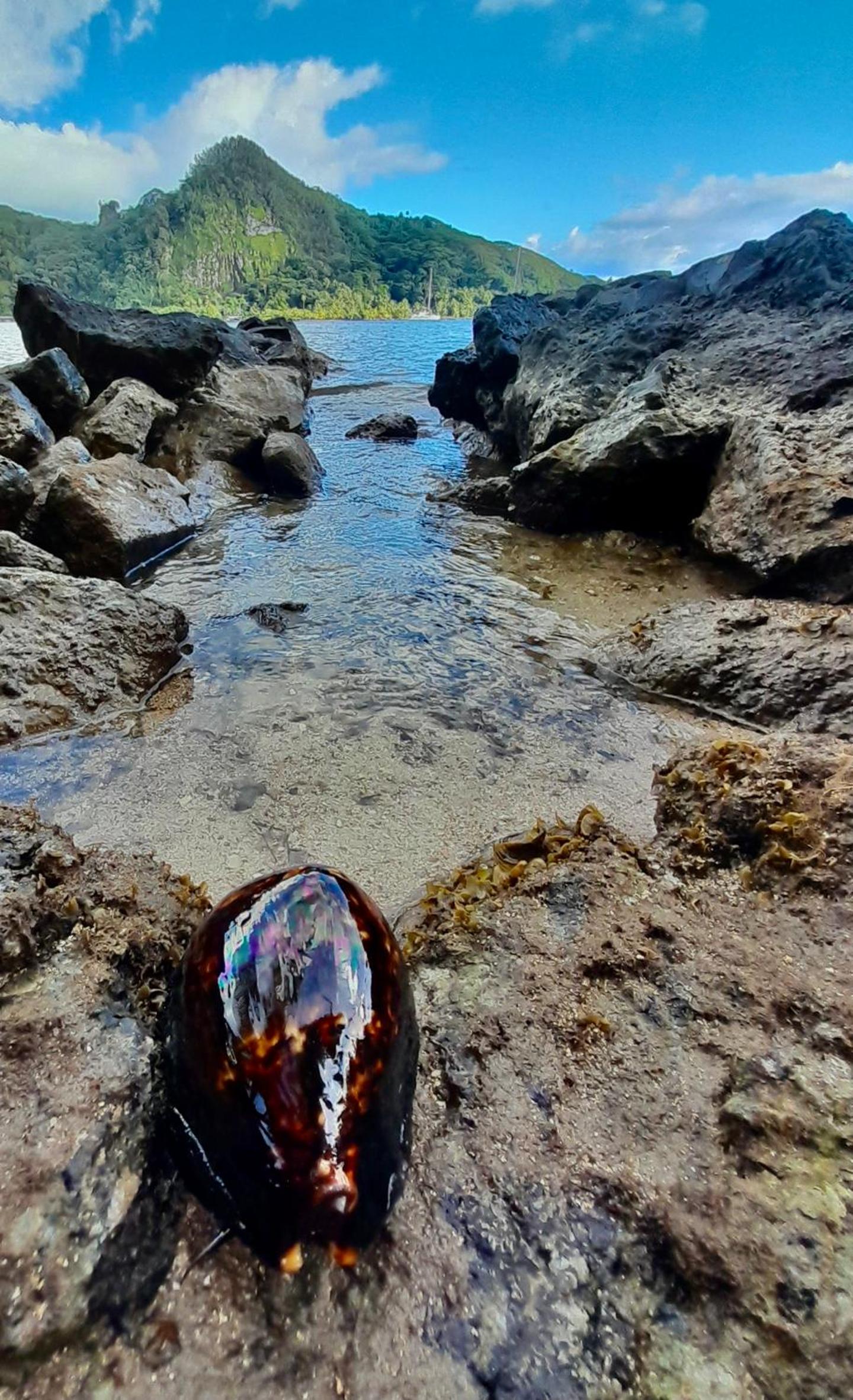RAIATEA, OPOA, Fare Rêvé, Bord de mer view 2
