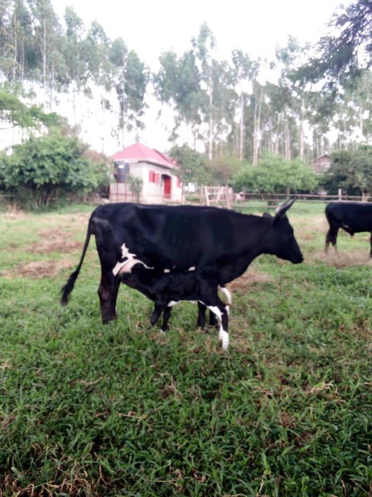 3-Bedroom Mbarara Apartment with Optional Farm Tour