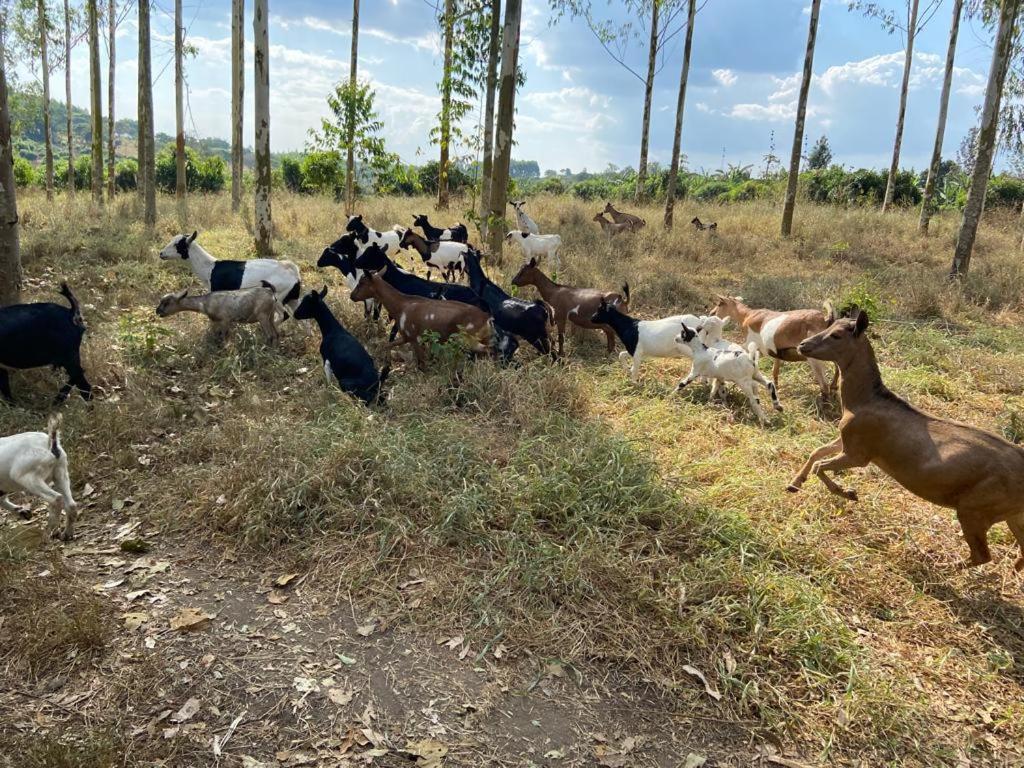 3-Bedroom Mbarara Apartment with Optional Farm Tour