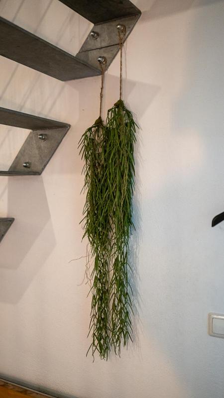 Boxi Jungle House - unique in Friedrichshain - 3BR