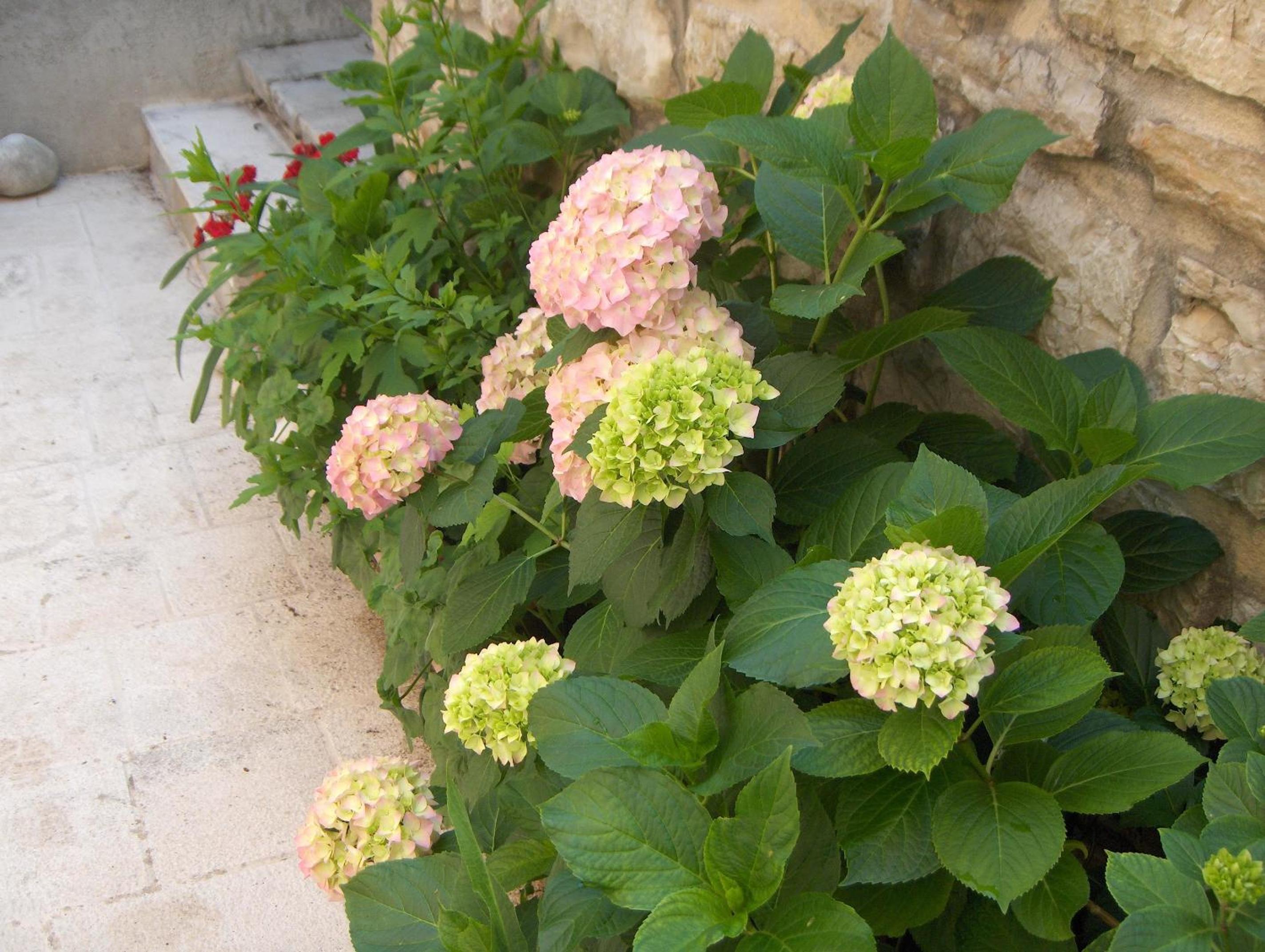 Guest House Lucijo