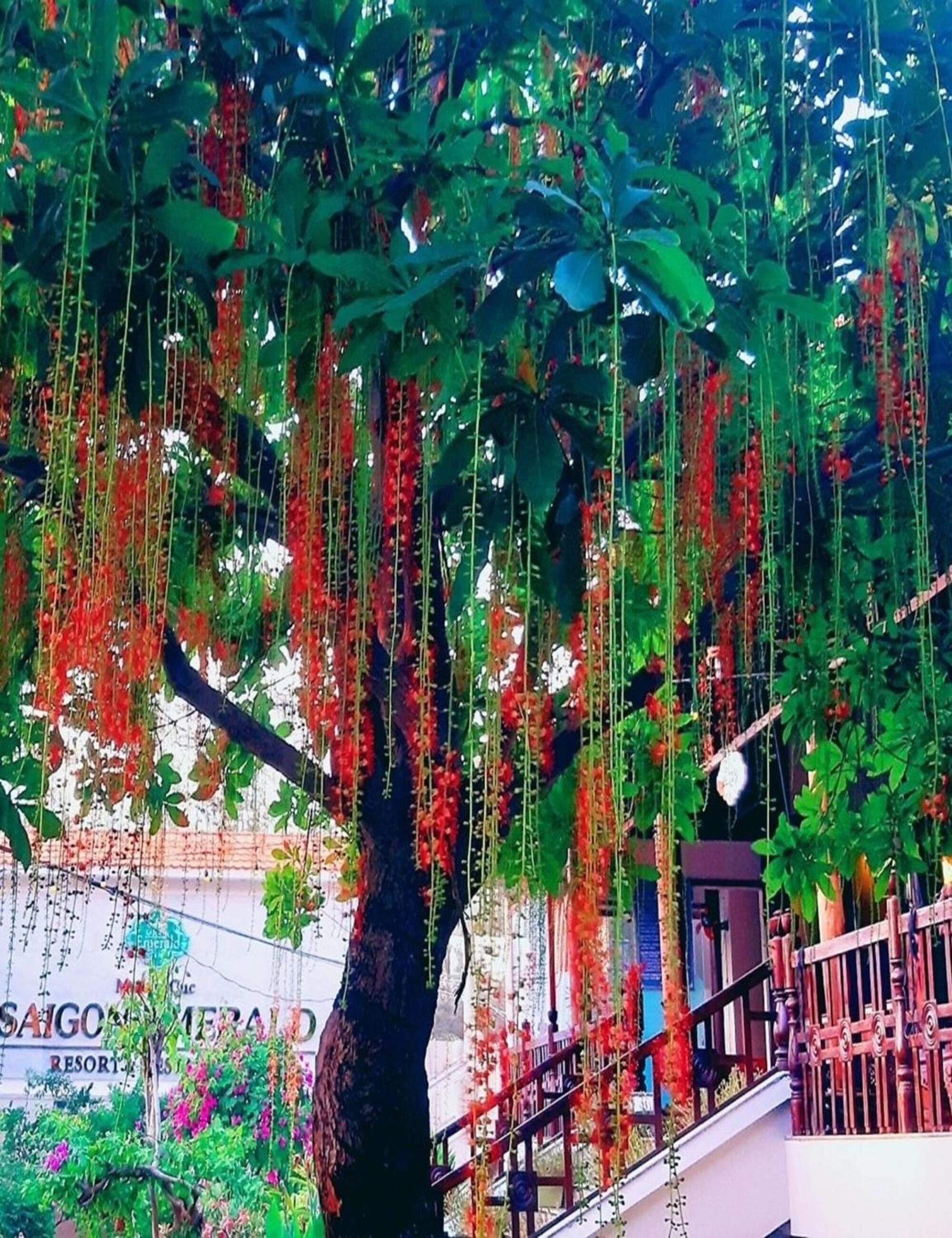 Saigon Emerald Beach Resort