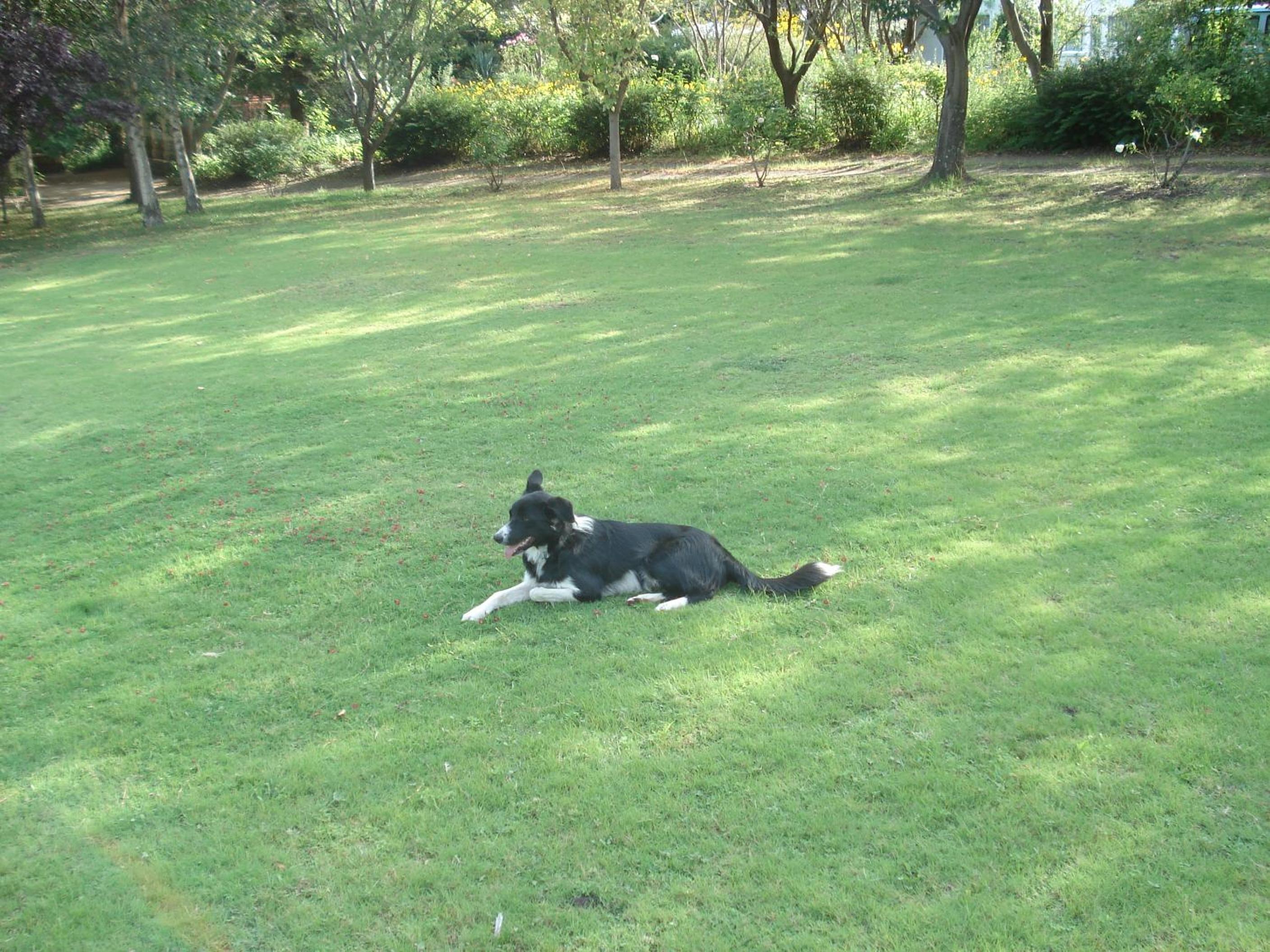 Collie Cottage