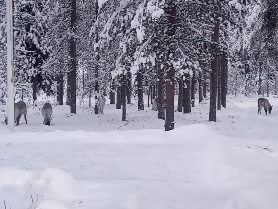 Cozy house close to SantaVillage