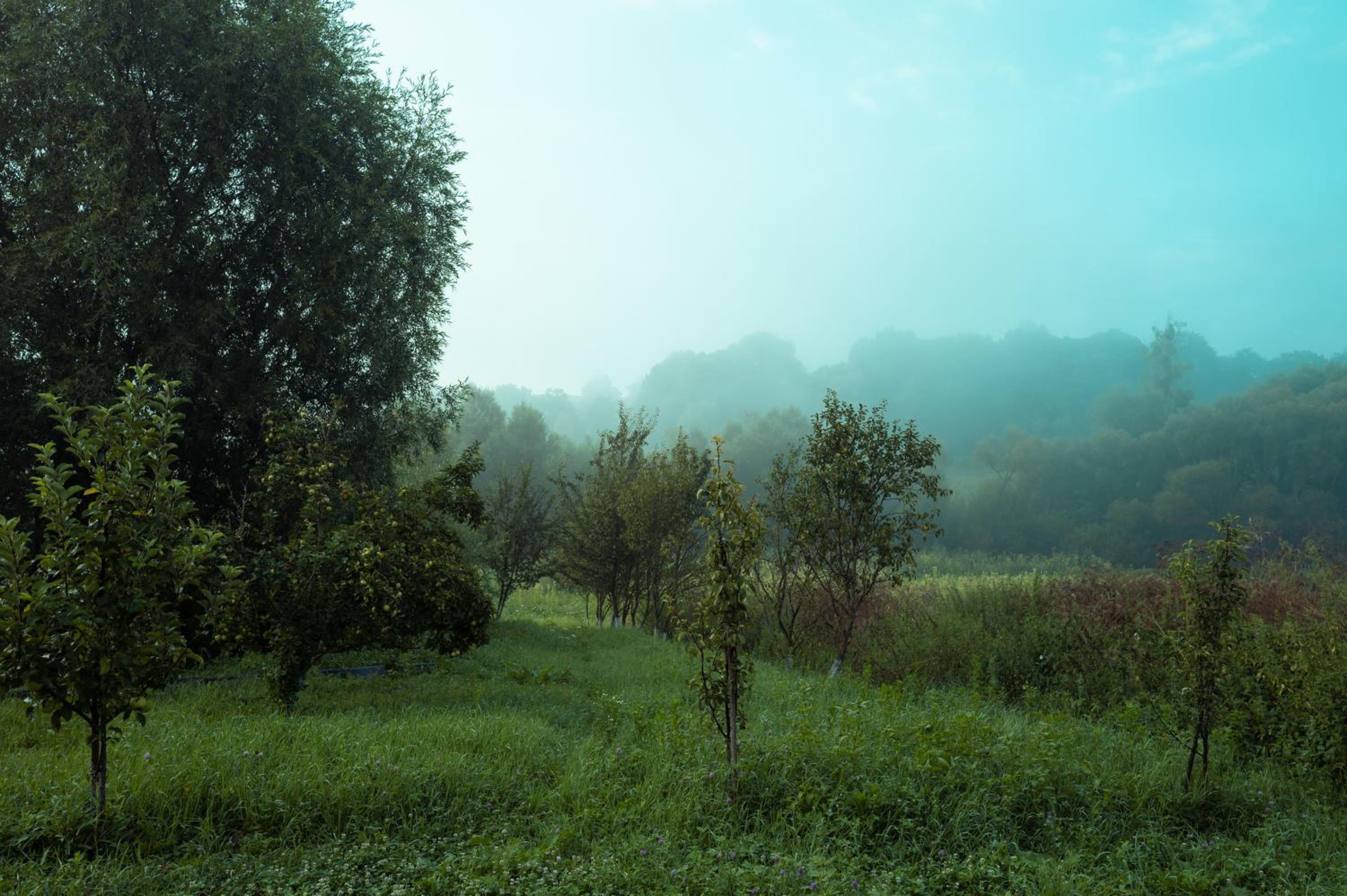 Photo 44