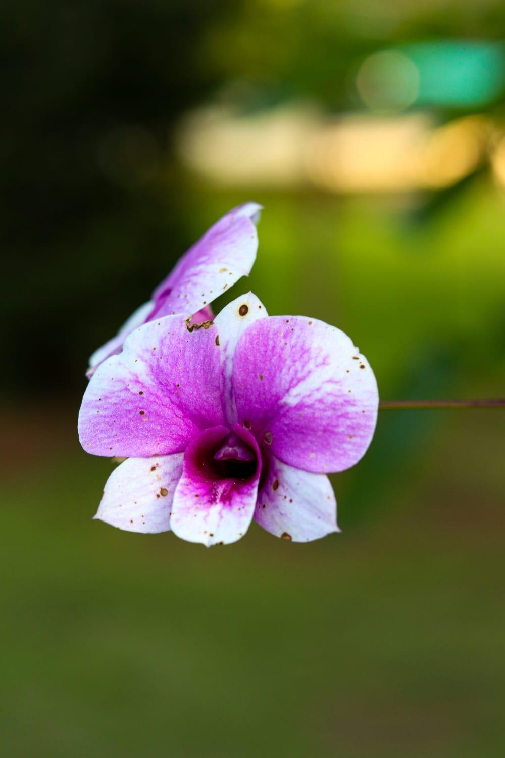 Recanto dos Beija flores, Chalé Bougainville