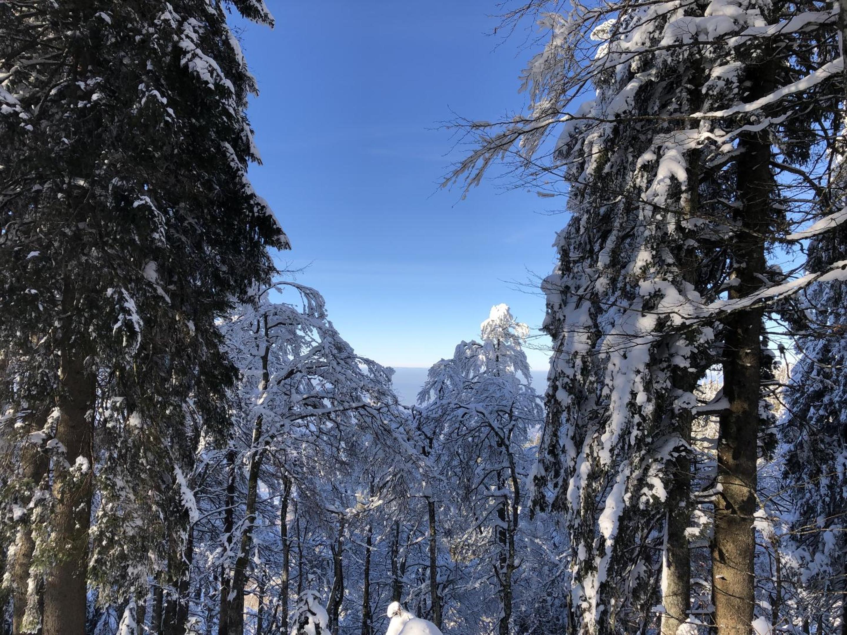 Schwarzwaldhimmel
