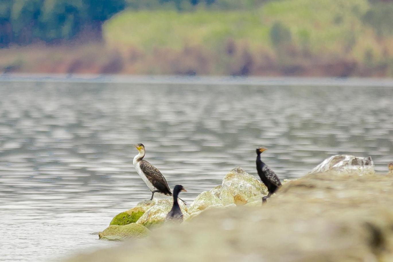 Maravilla Kivu Eco Resort