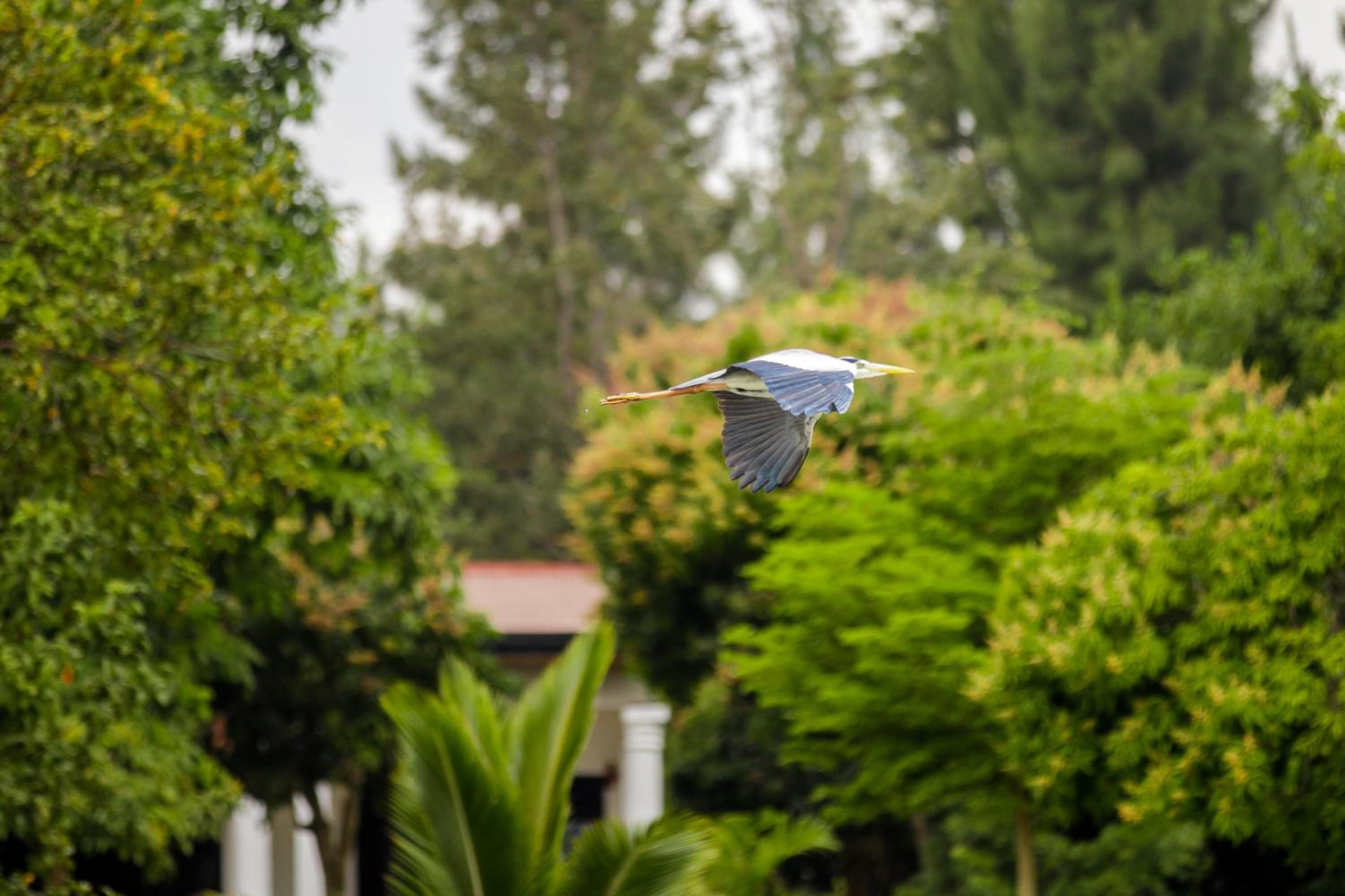 Maravilla Kivu Eco Resort