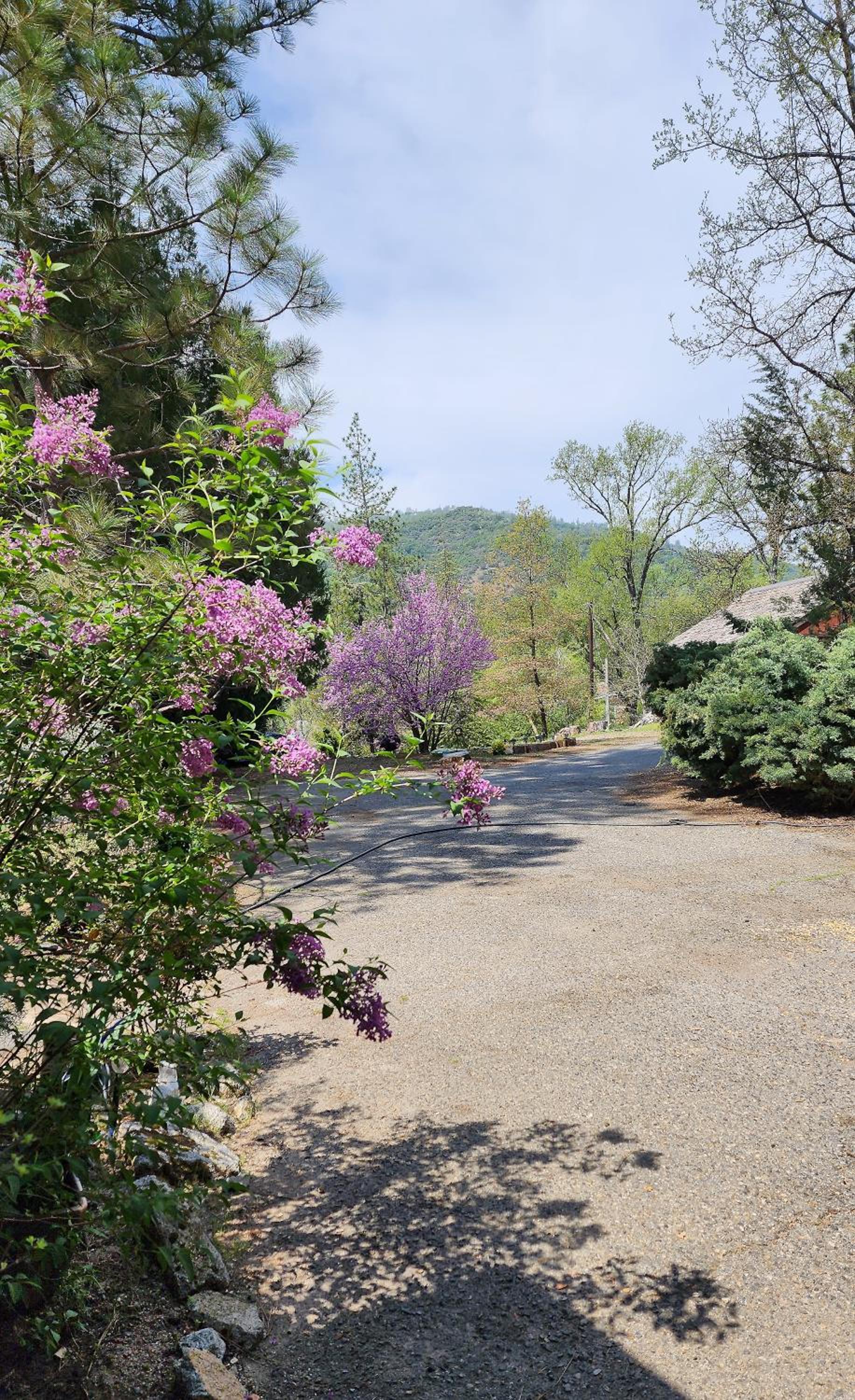 Yosemite Mountain Retreat view 4
