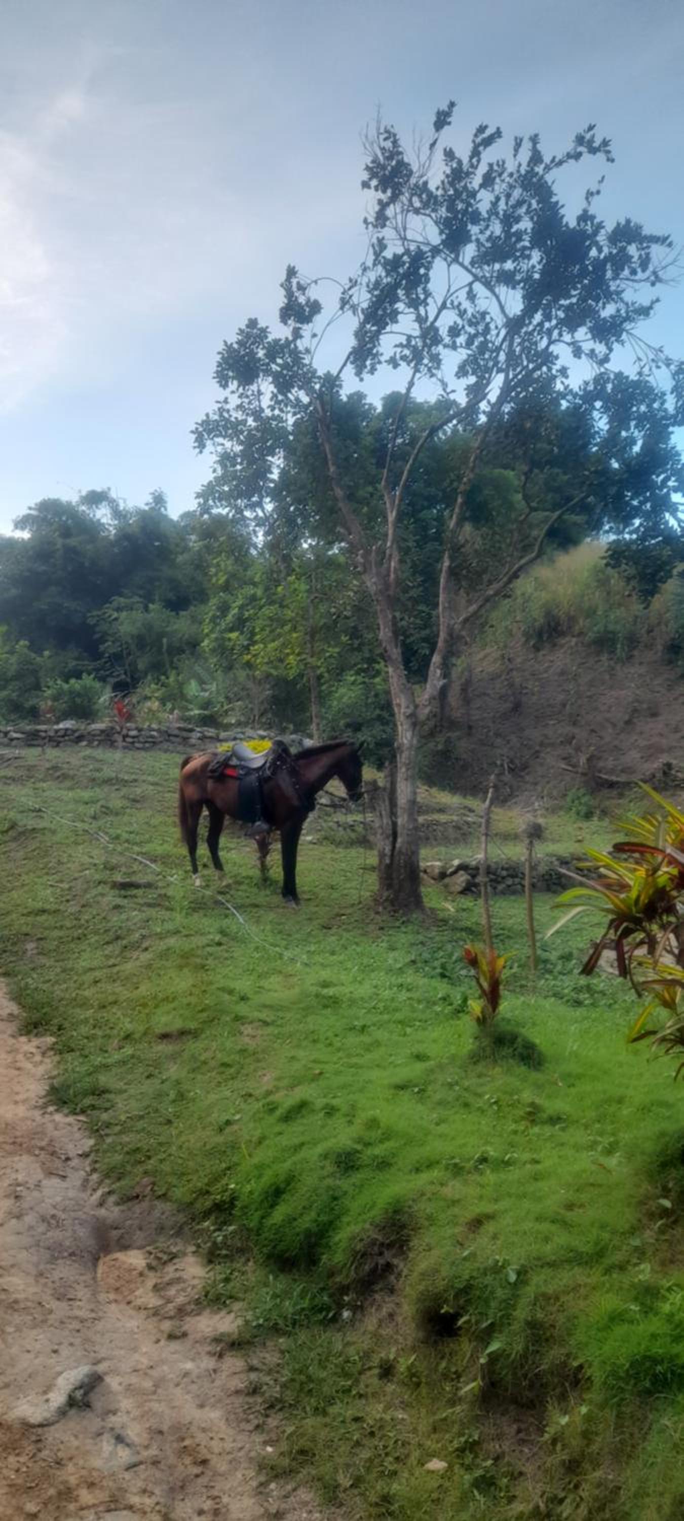 Los Mandainos