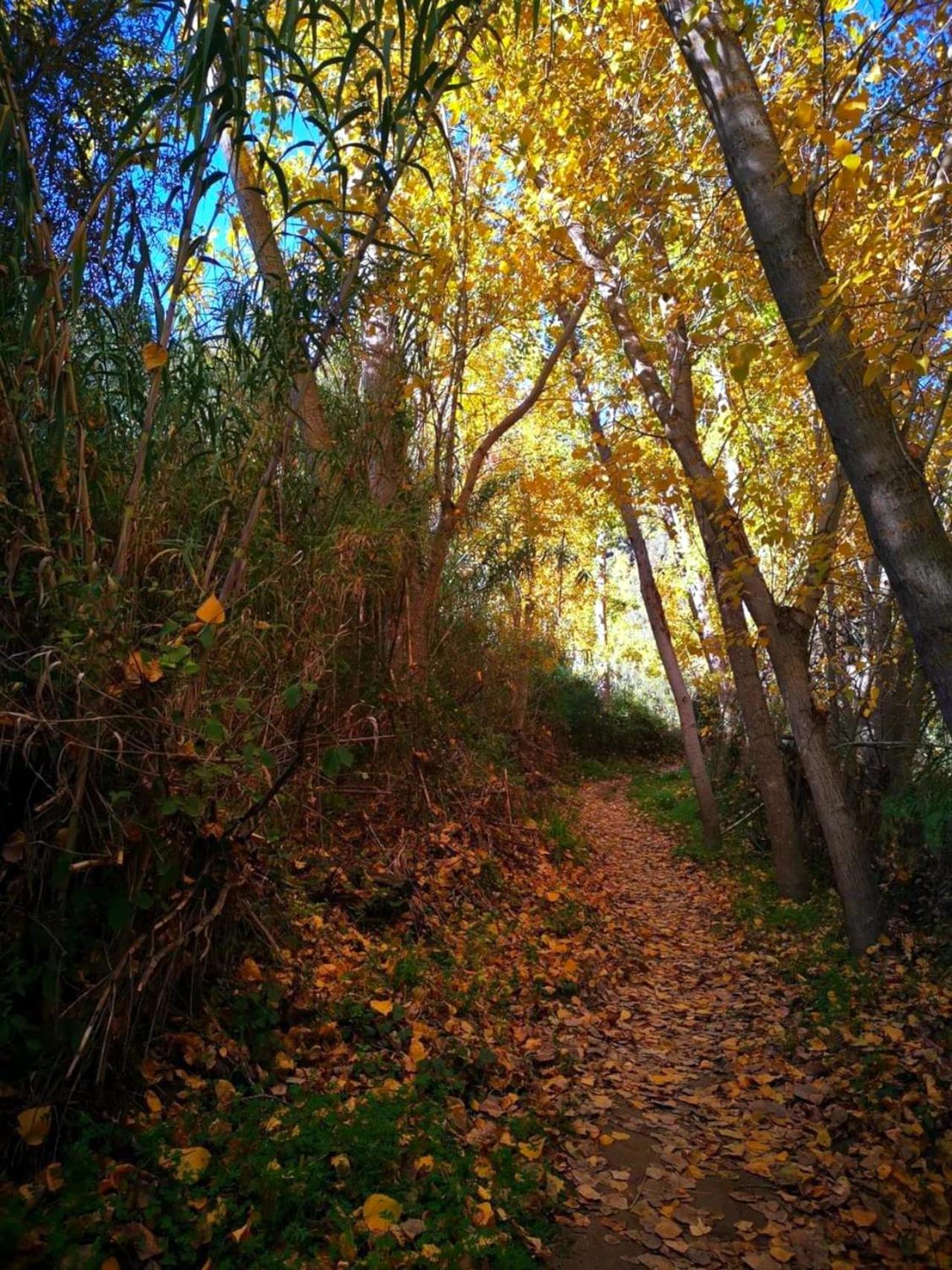 Photo 50
