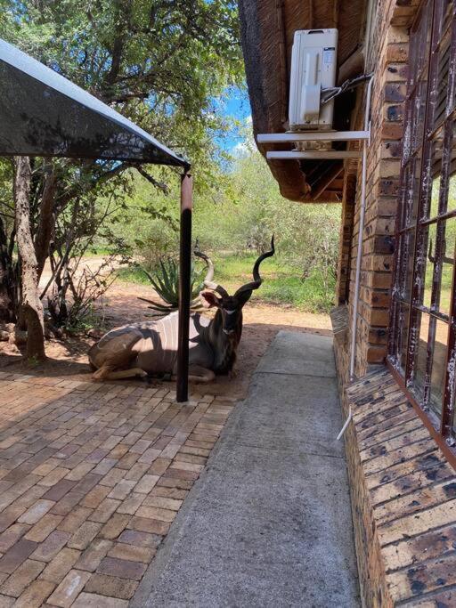 Kudu's Rus in Marloth Park view 5