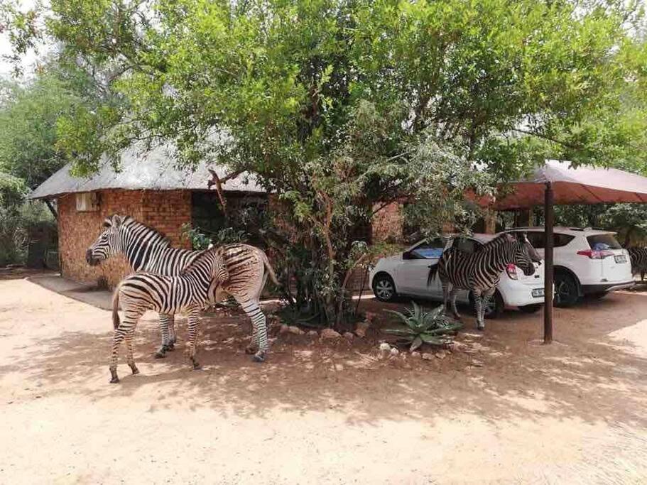 Kudu's Rus in Marloth Park view 4