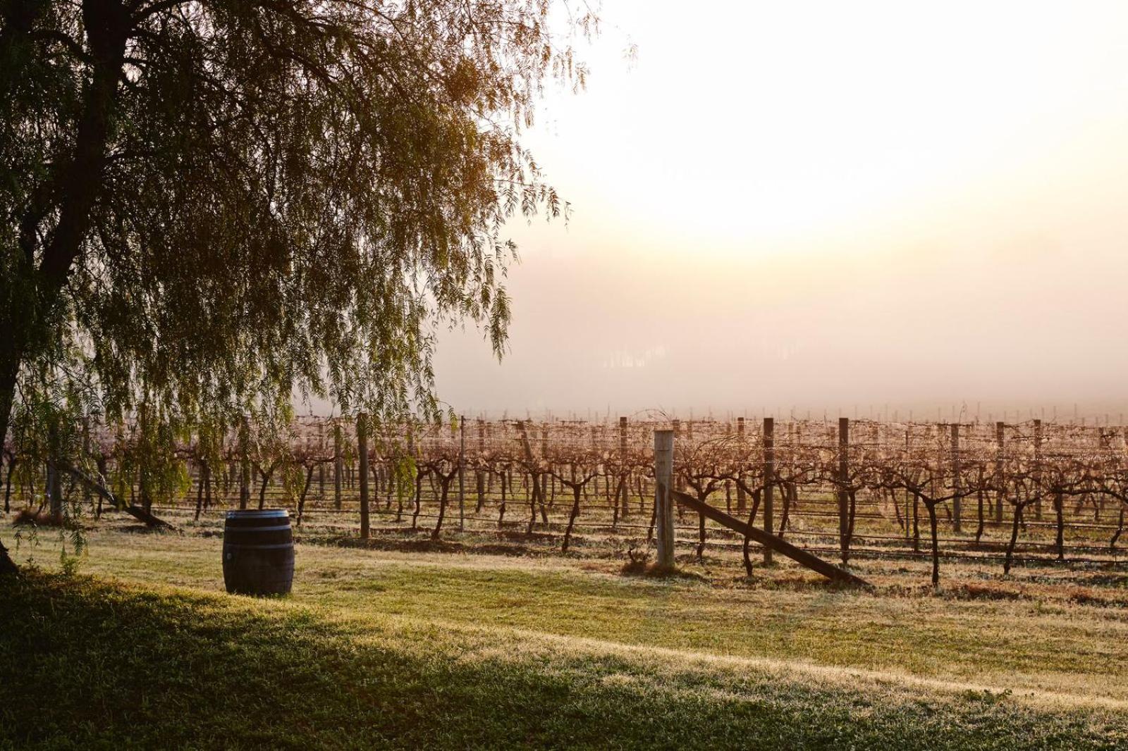 Talits Estate Vineyard