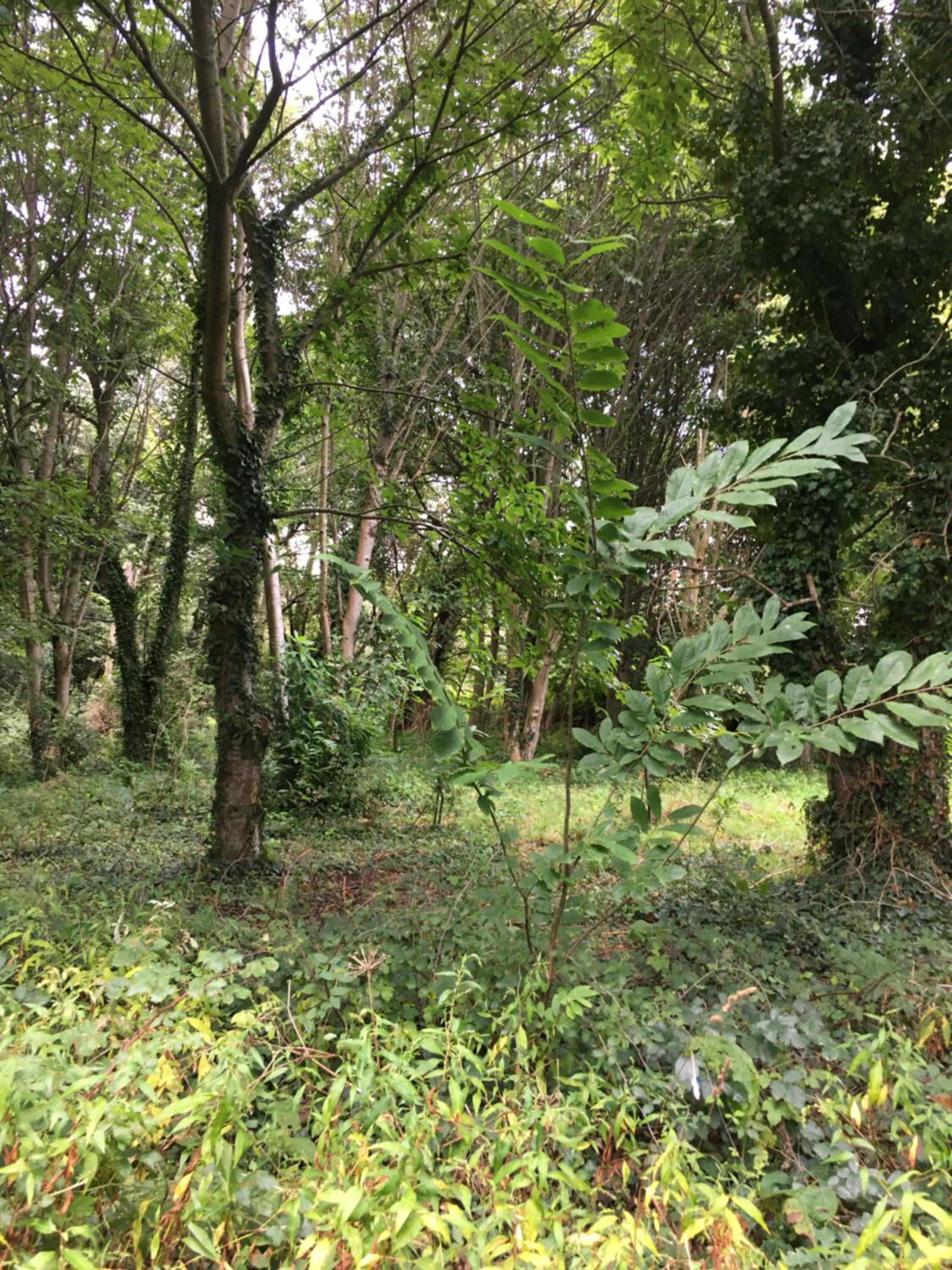 CASA NECHO