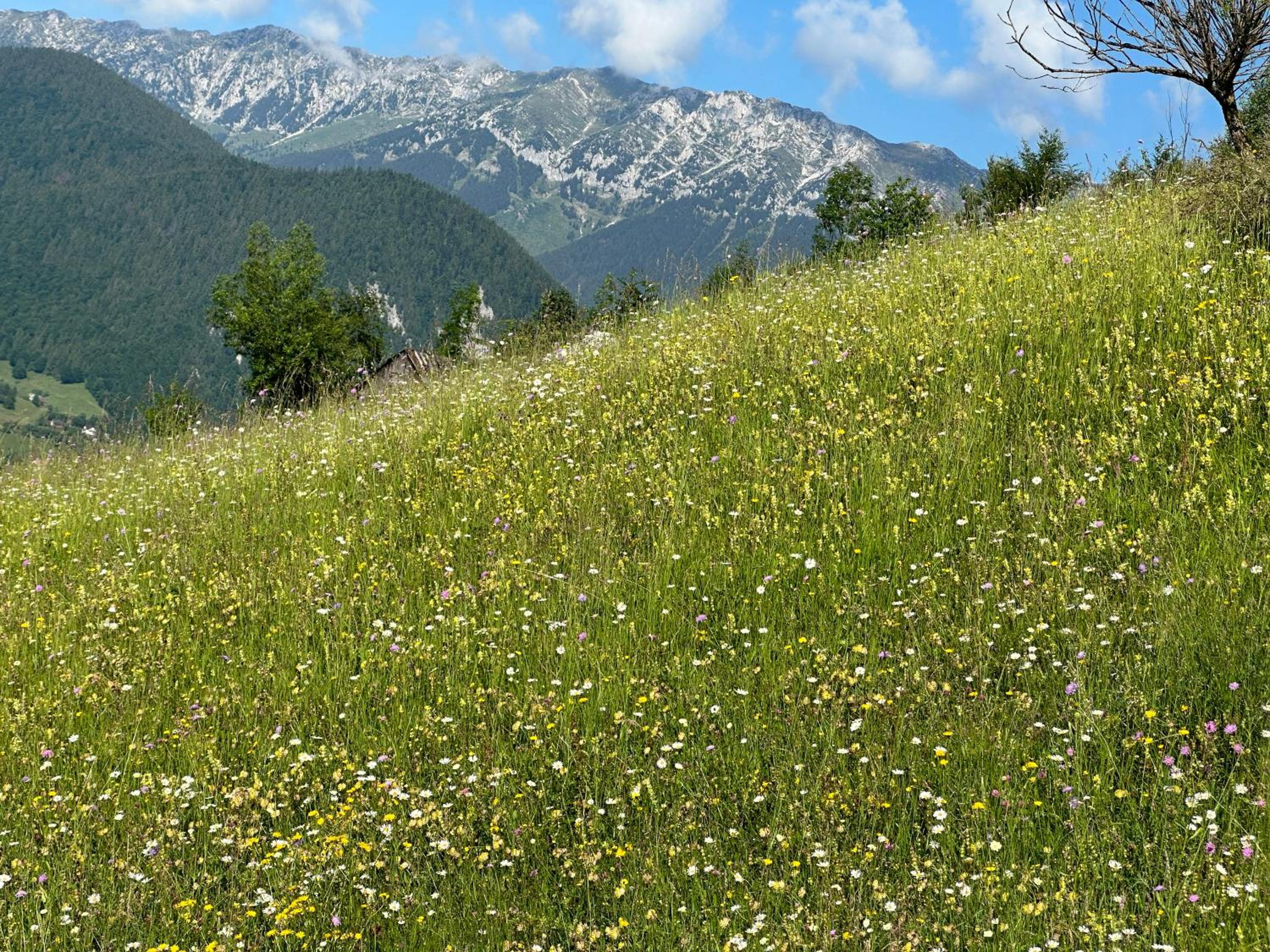 Pensiunea Magura