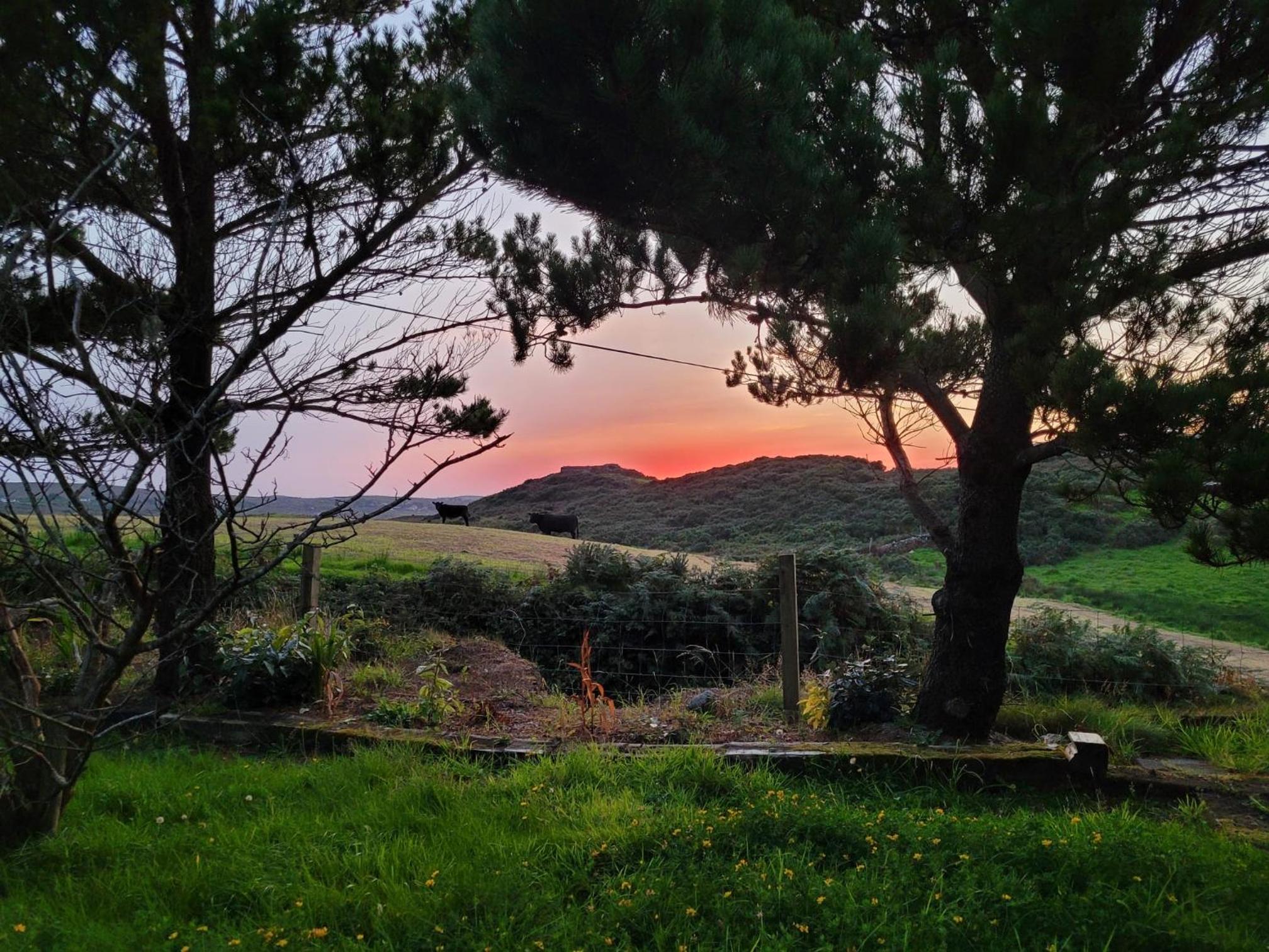 Bruíon Connemara