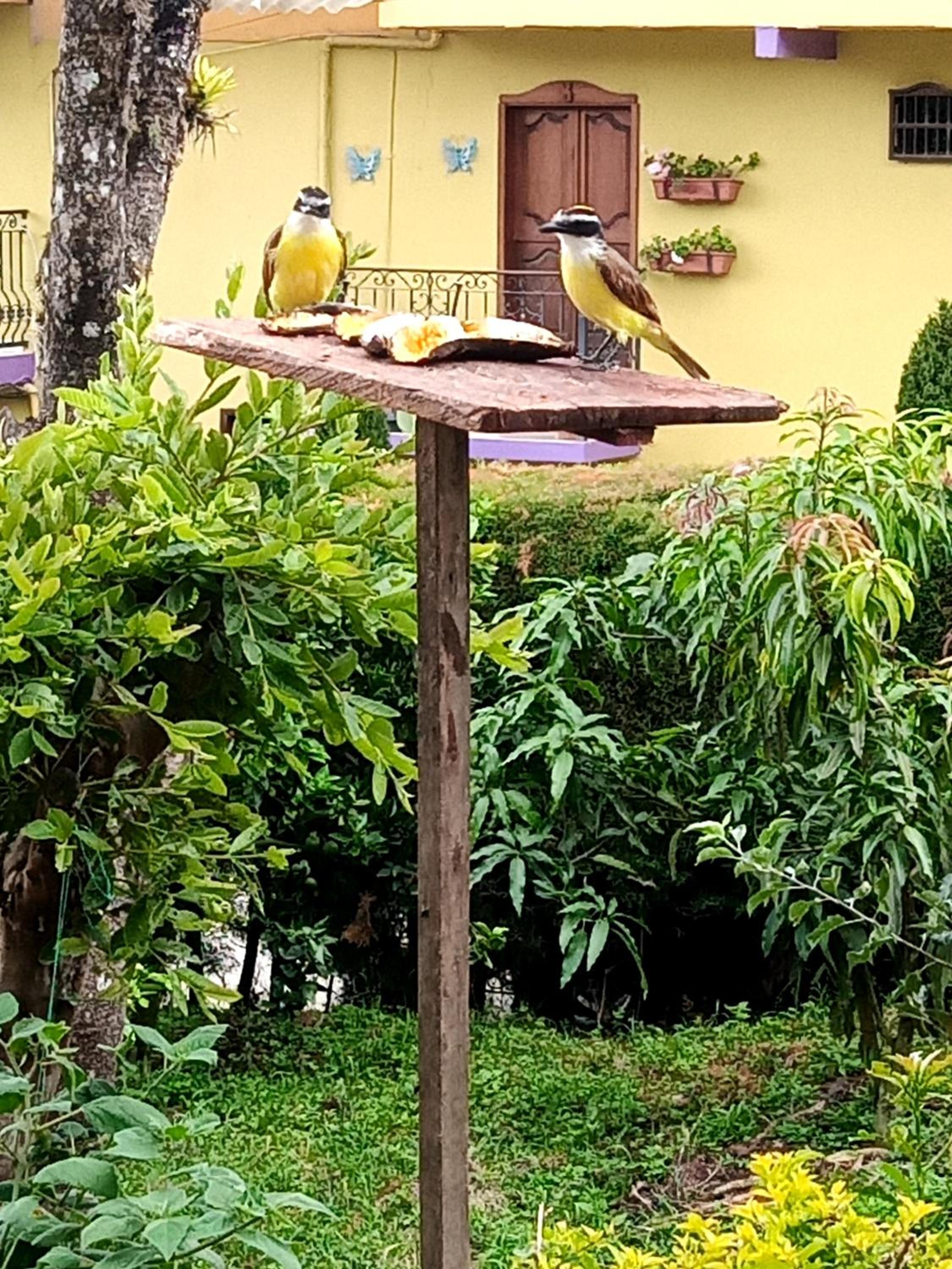 Bird House - Apartament