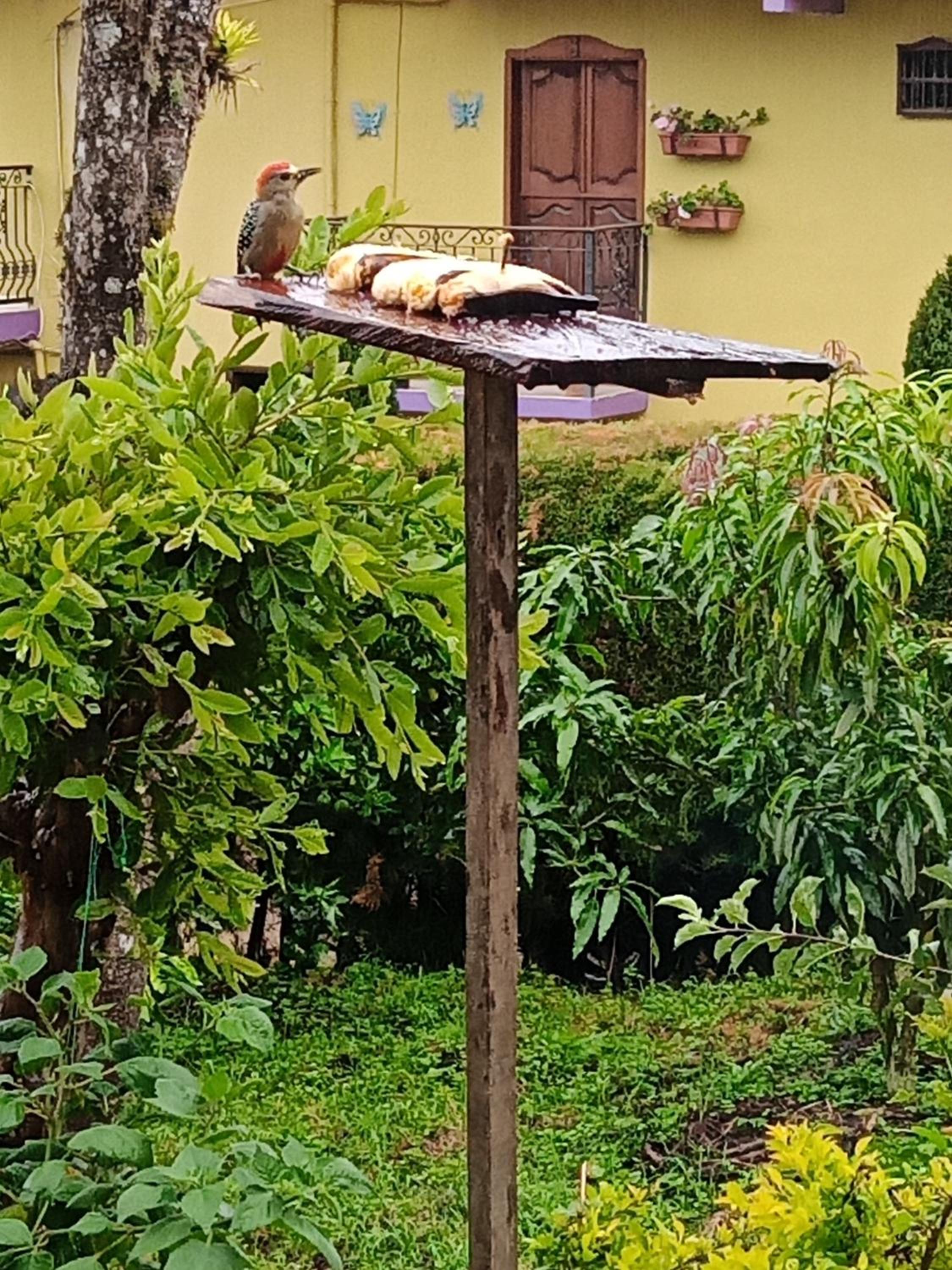 Bird House - Apartament