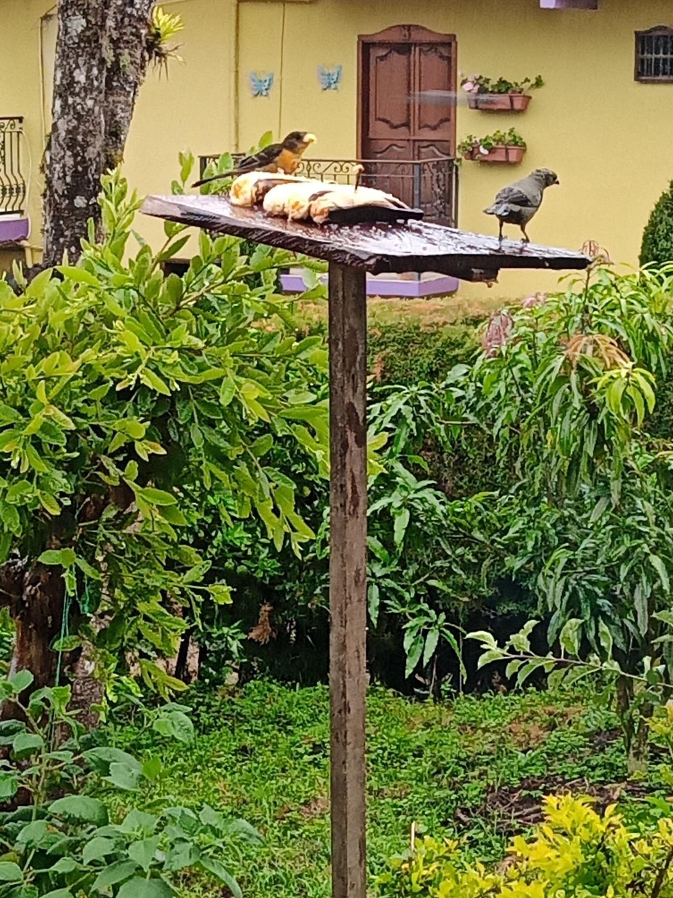 Bird House - Apartament