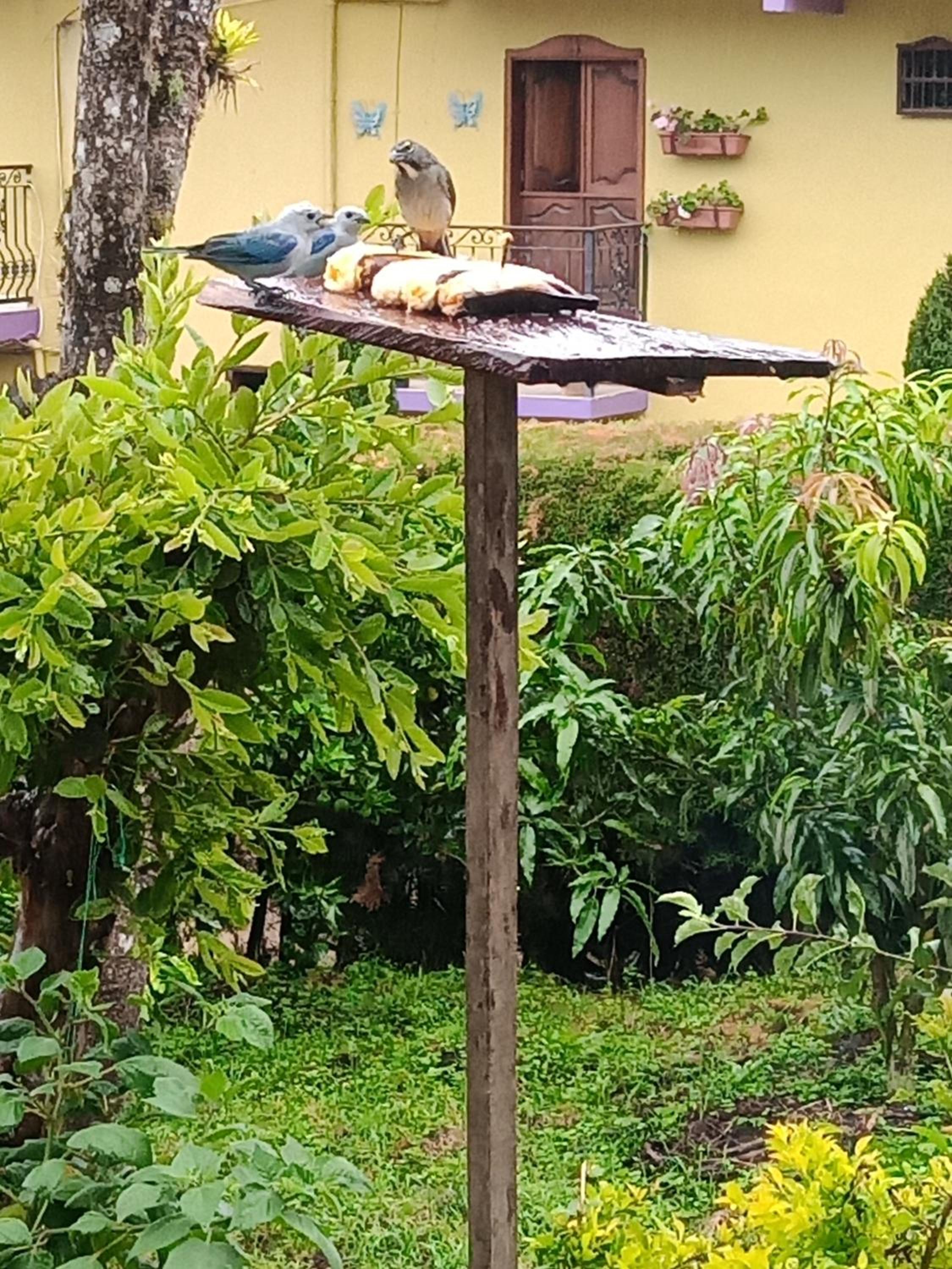 Bird House - Apartament