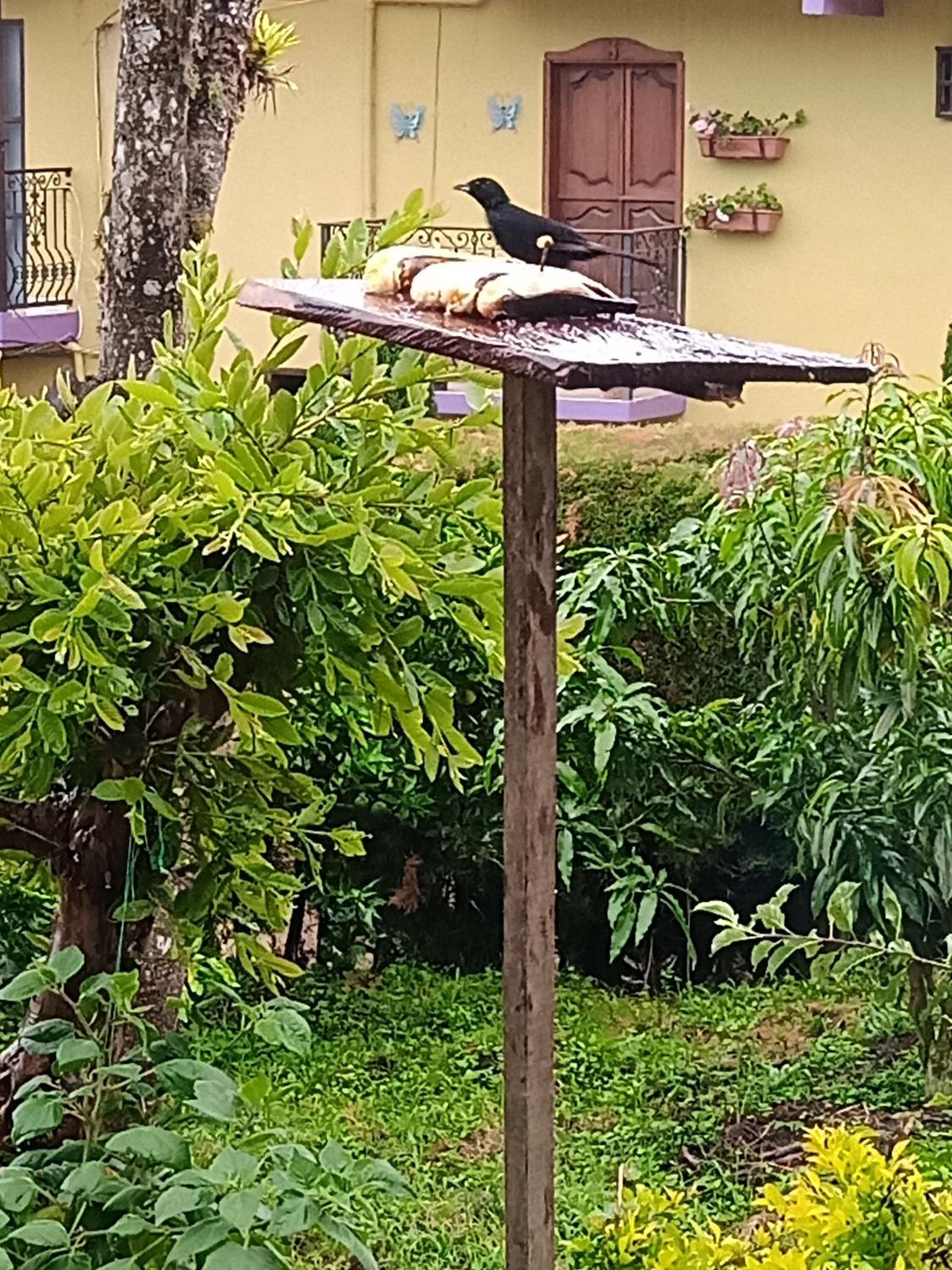 Bird House - Apartament