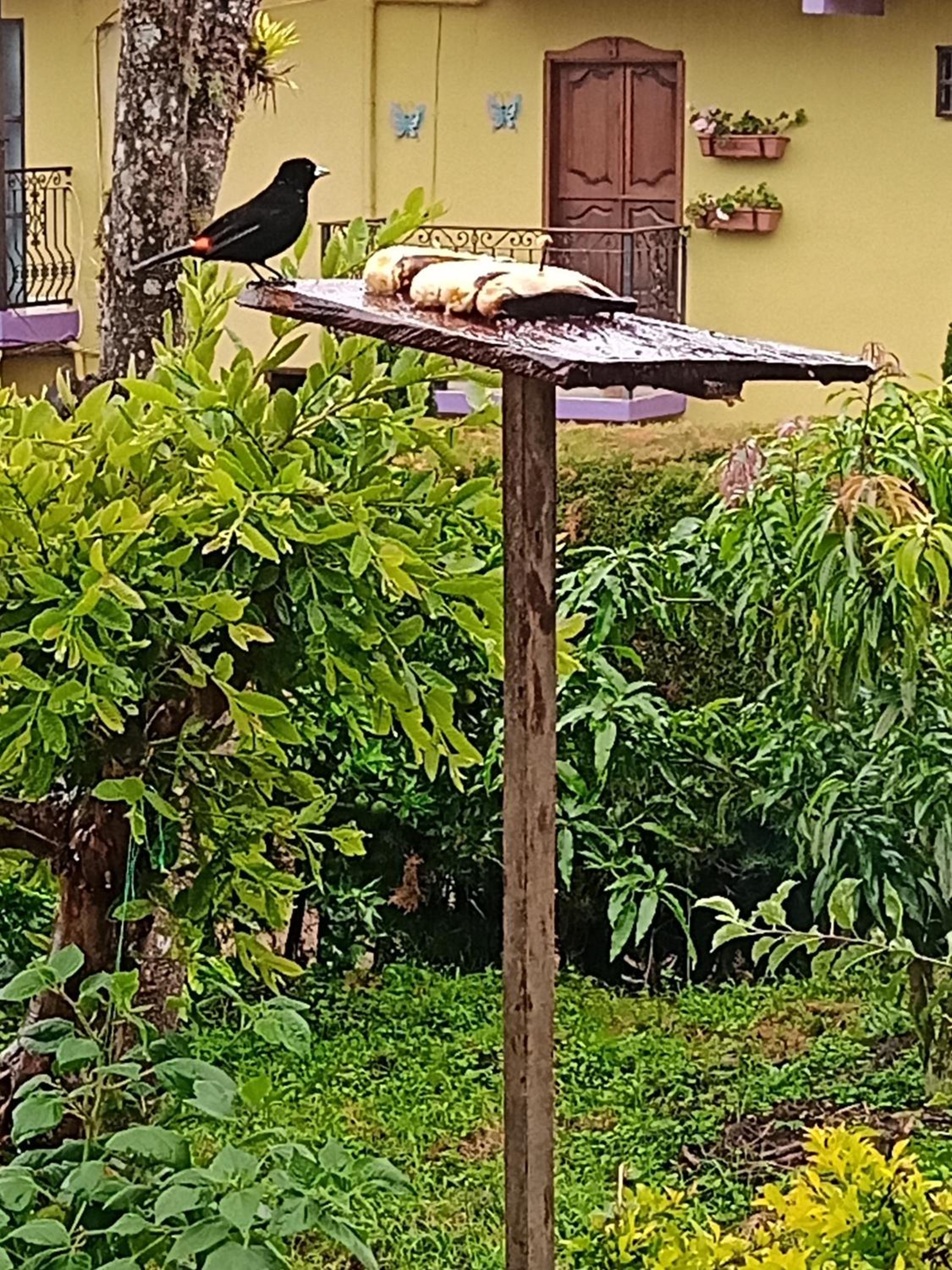 Bird House - Apartament