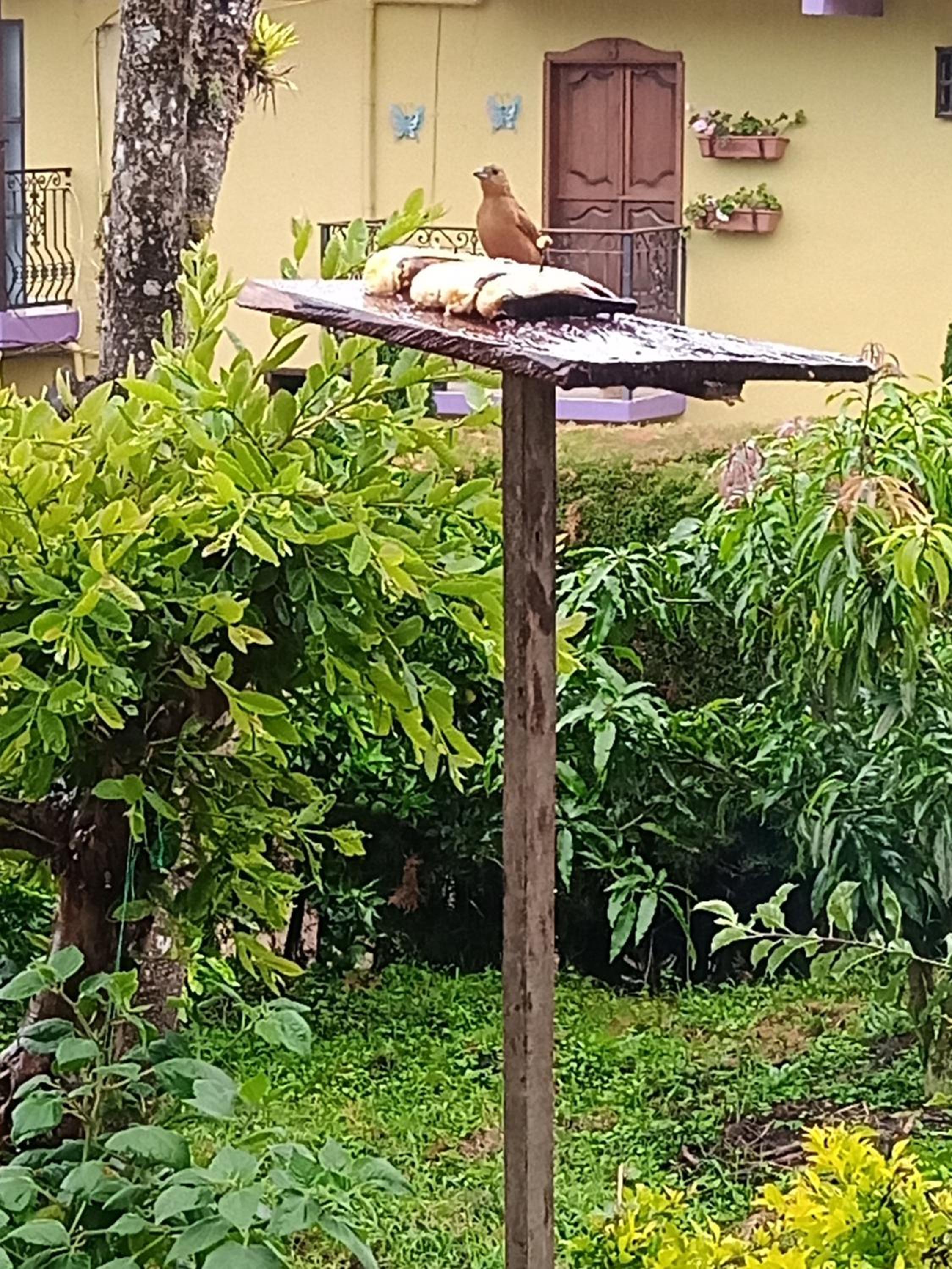 Bird House - Apartament