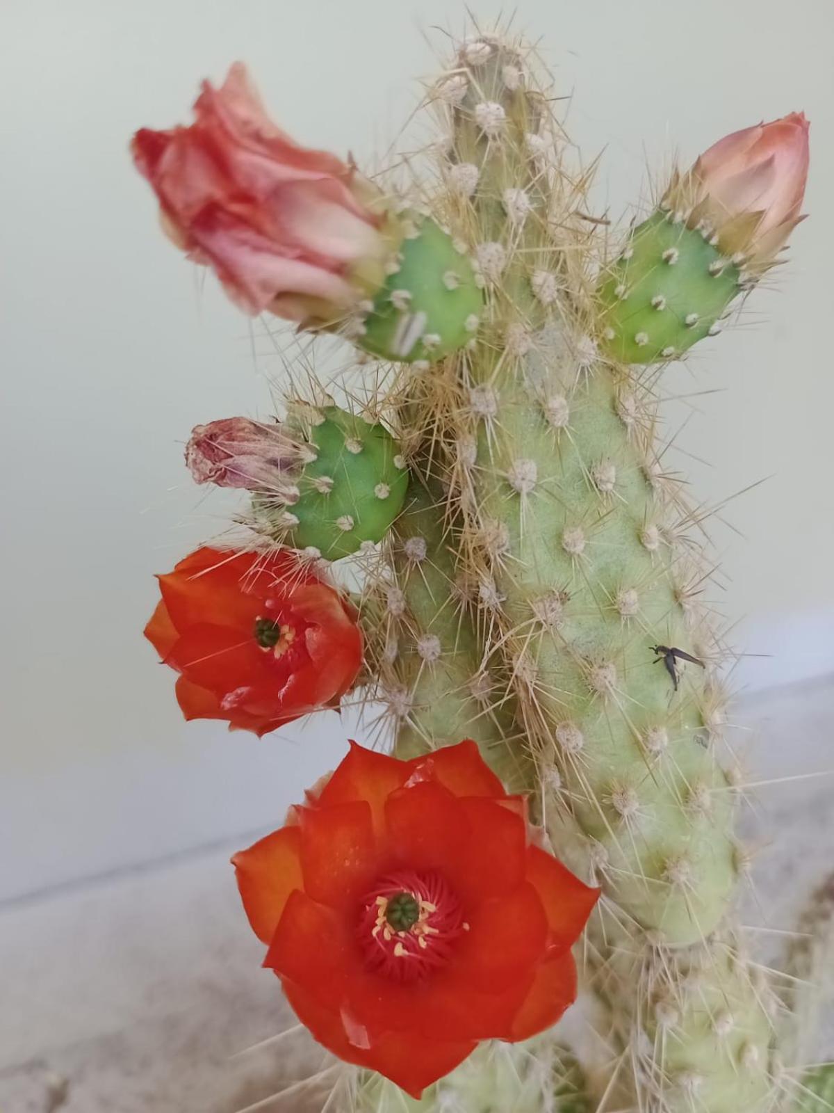 PURA SANGRE