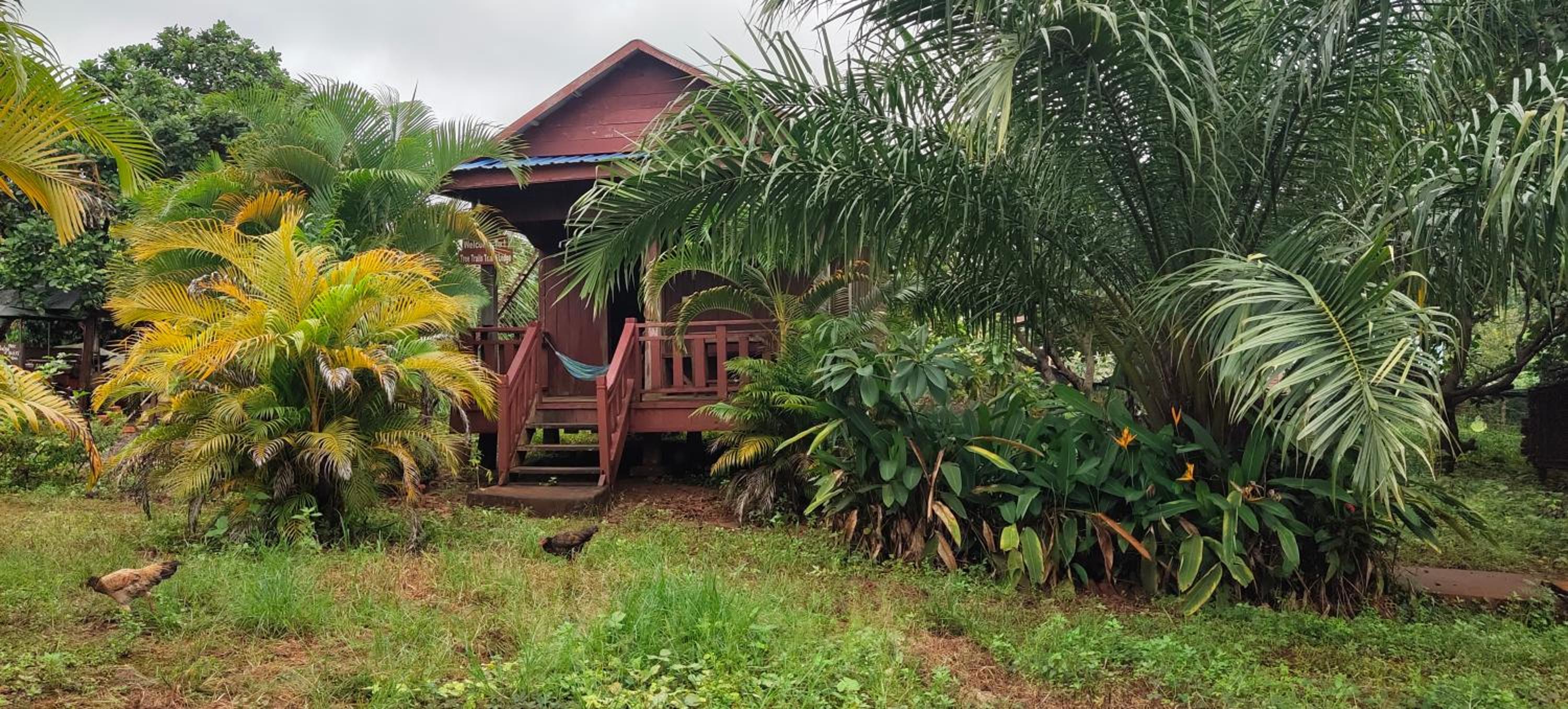 Tree Trails Homestay & Offers Jungle Trekk-Scooter For Rental view 3