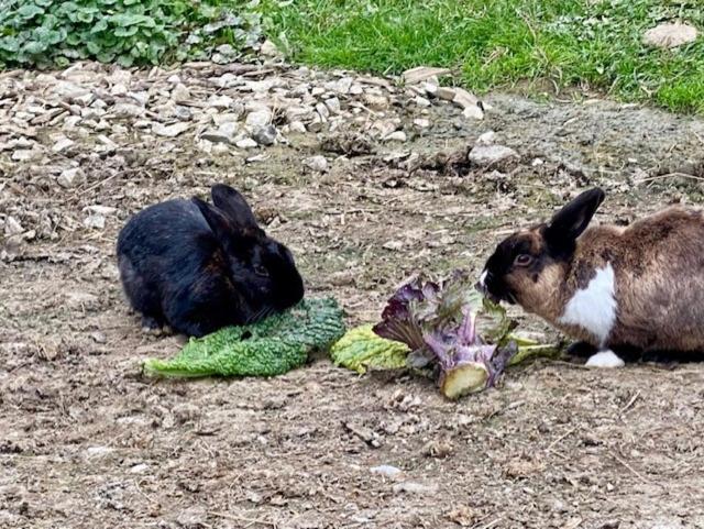 Kellerstöckl am Gut Kunterbunt