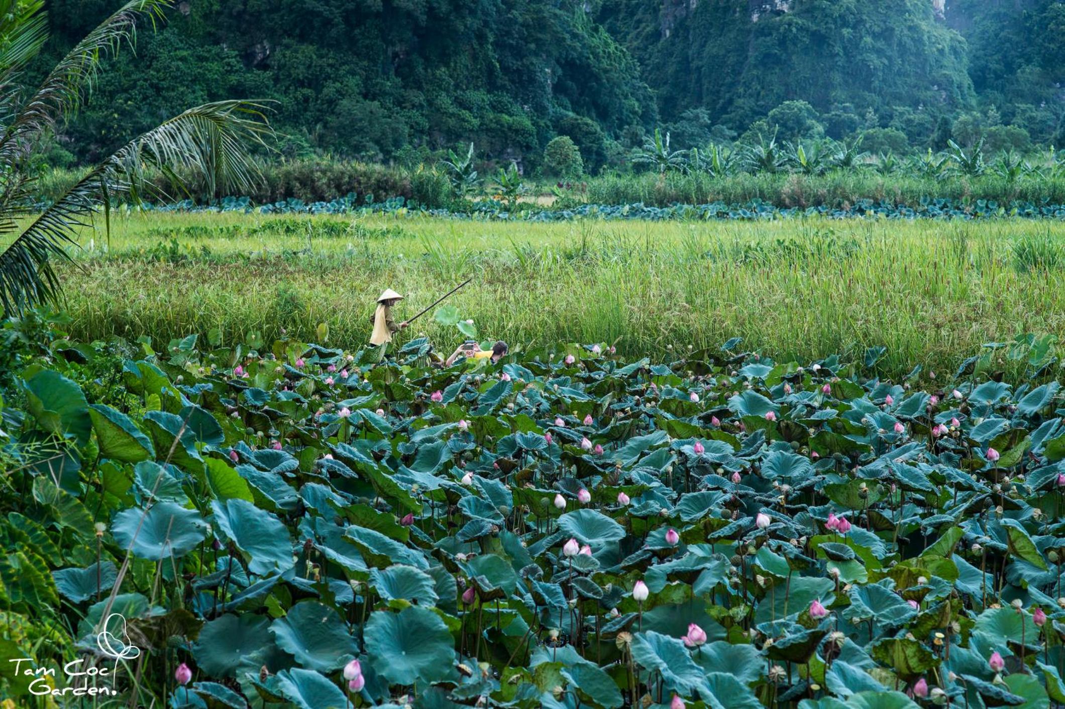Tam Coc Garden Resort
