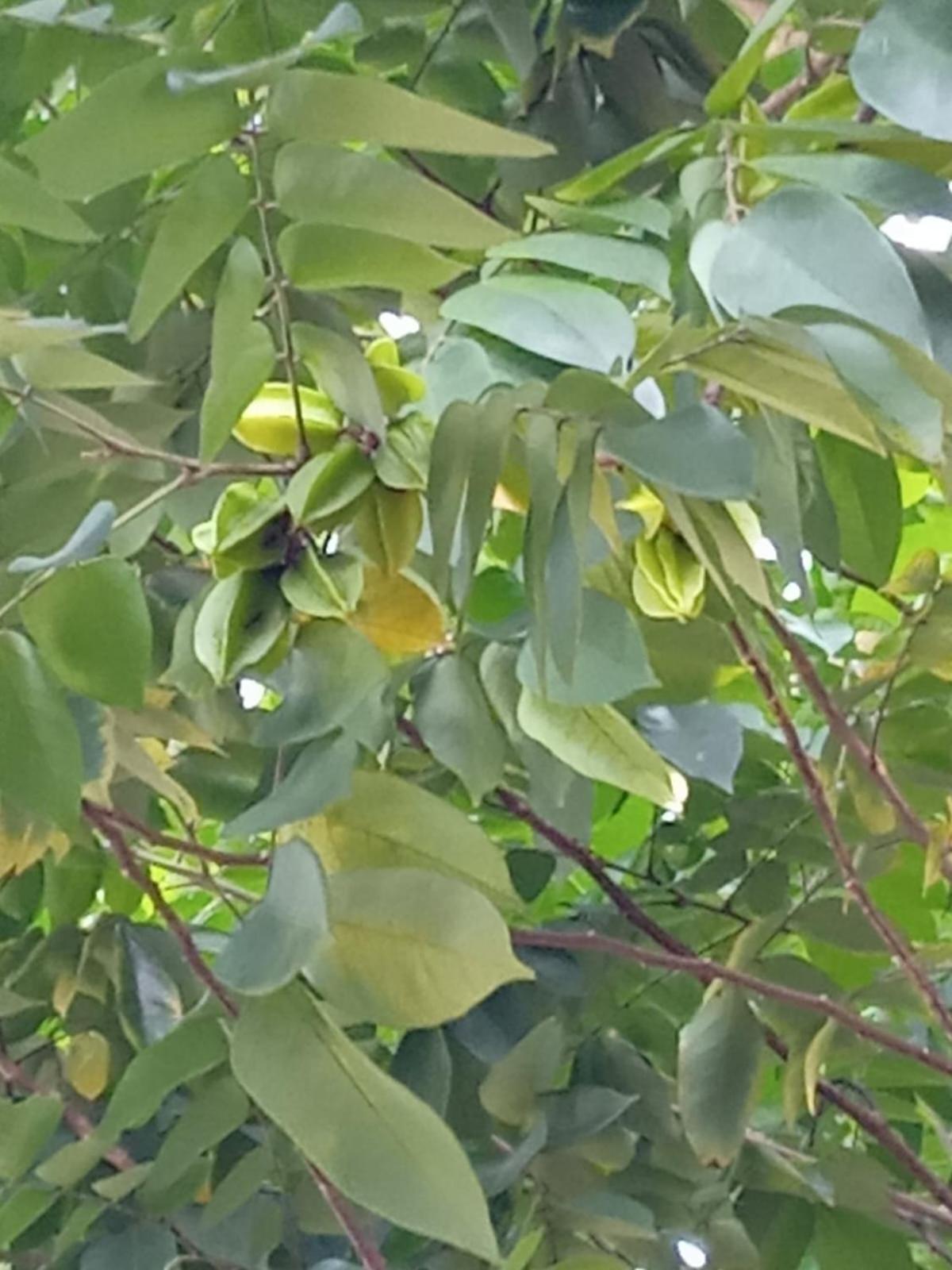 ParadiseKamp Açutuba