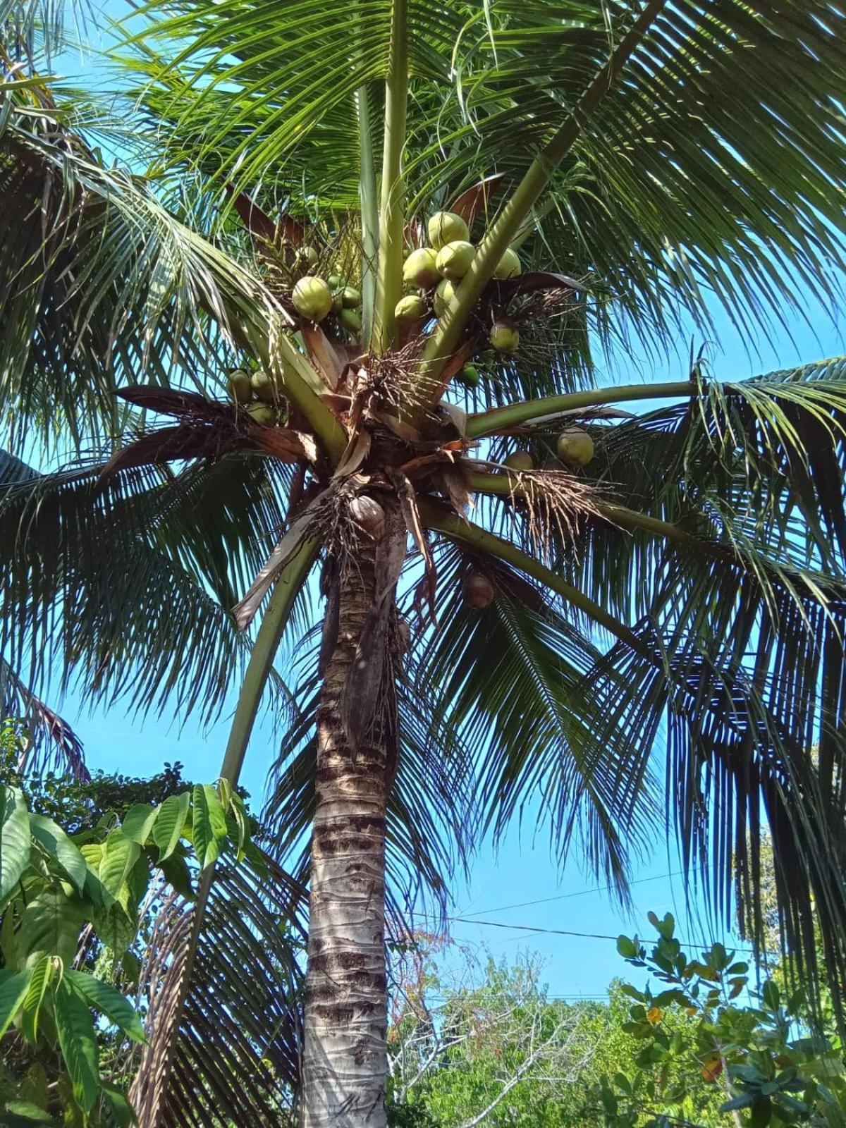 ParadiseKamp Açutuba