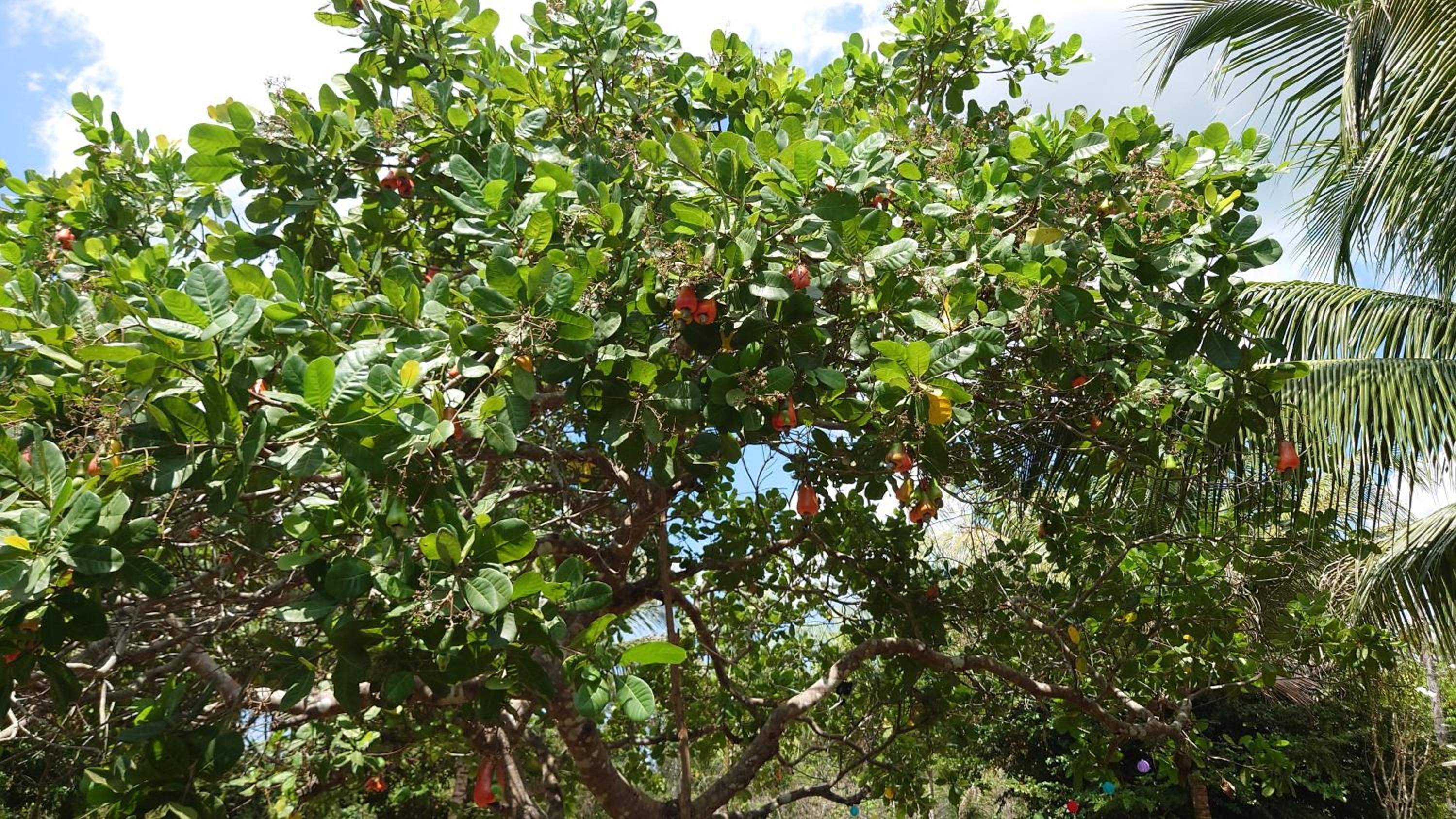 ParadiseKamp Açutuba